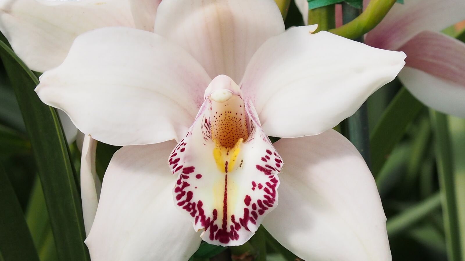 Olympus PEN E-PM2 sample photo. White orchid, orchid, flower photography