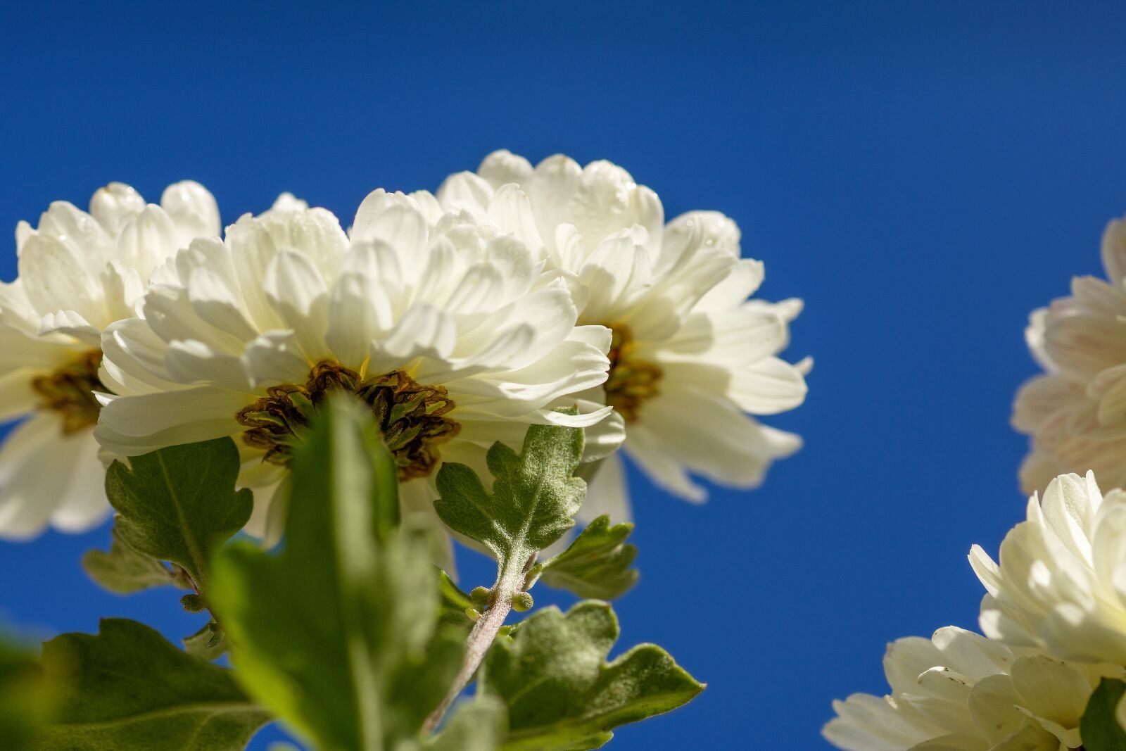 Nikon D7200 sample photo. Aster, pollen, petals photography