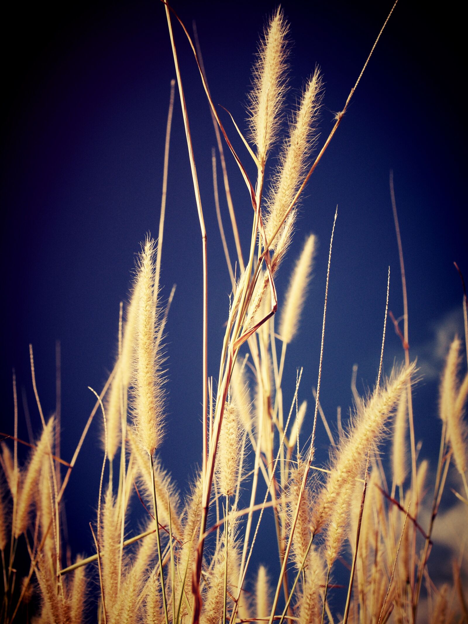 Olympus E-300 (EVOLT E-300) sample photo. Field, filter, flora photography
