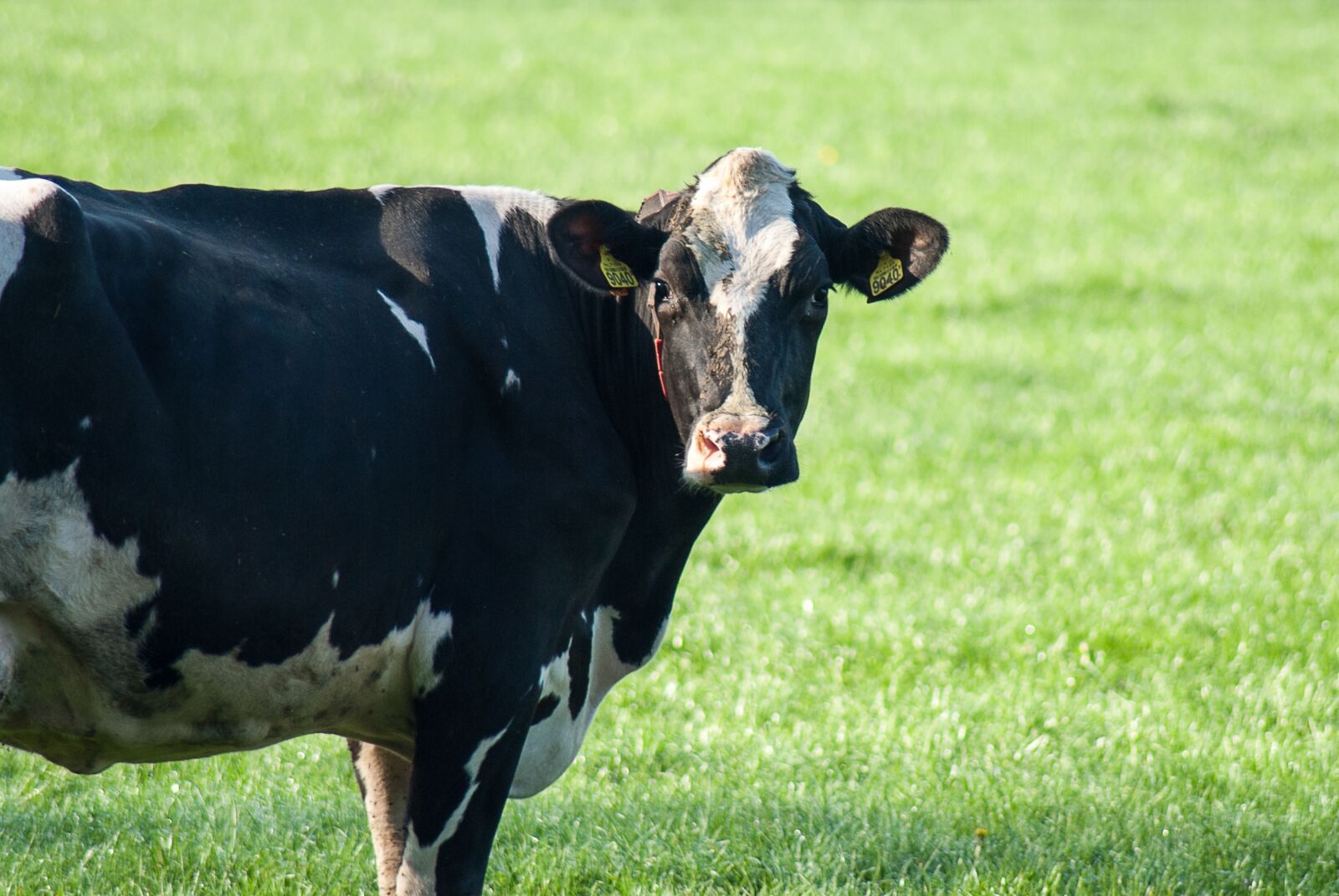 Nikon D3000 sample photo. Cow, beef cattle, farm photography