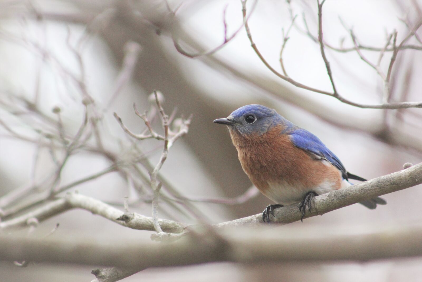 Canon EOS 550D (EOS Rebel T2i / EOS Kiss X4) sample photo. Bluebird, bird, nature photography