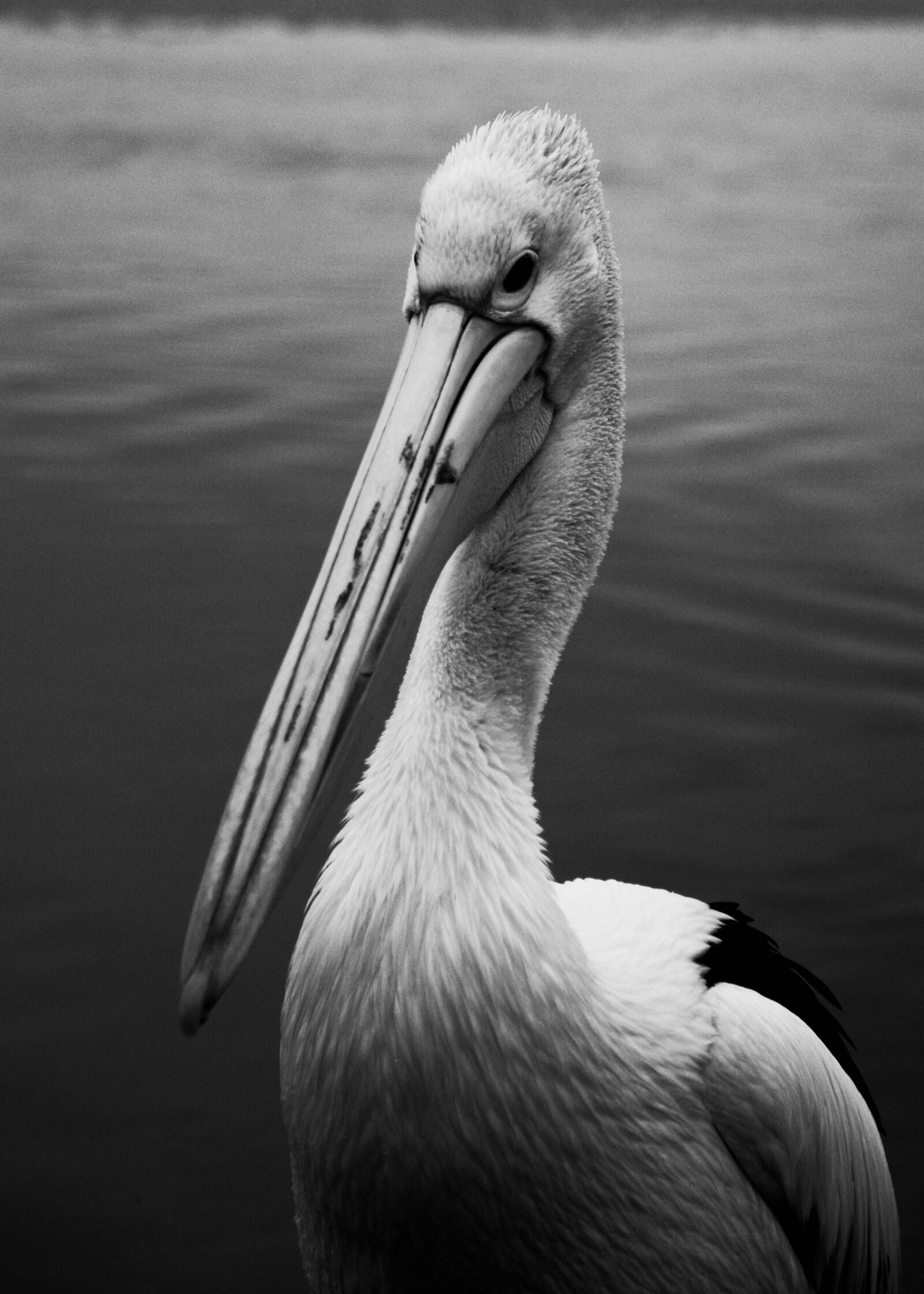 Pentax K-5 sample photo. Pelican, bird, beach photography
