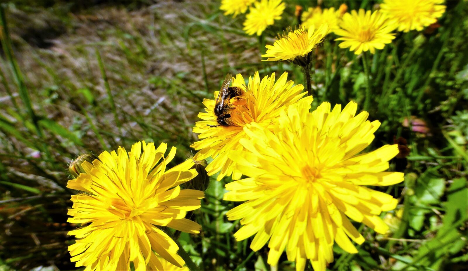 Panasonic Lumix DMC-ZS25 (Lumix DMC-TZ35) sample photo. Nature, flower, plant photography