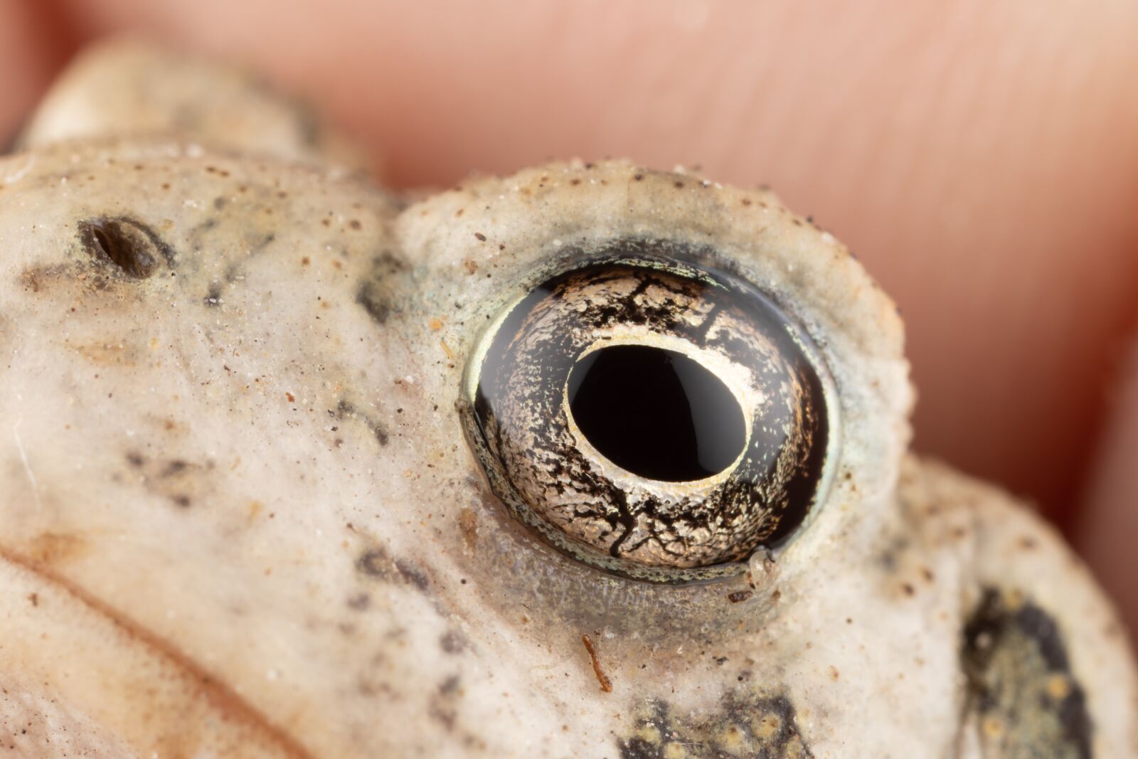 Canon EOS 5D Mark IV + Canon MP-E 65mm F2.5 1-5x Macro Photo sample photo. Toad, closeup, macro photography