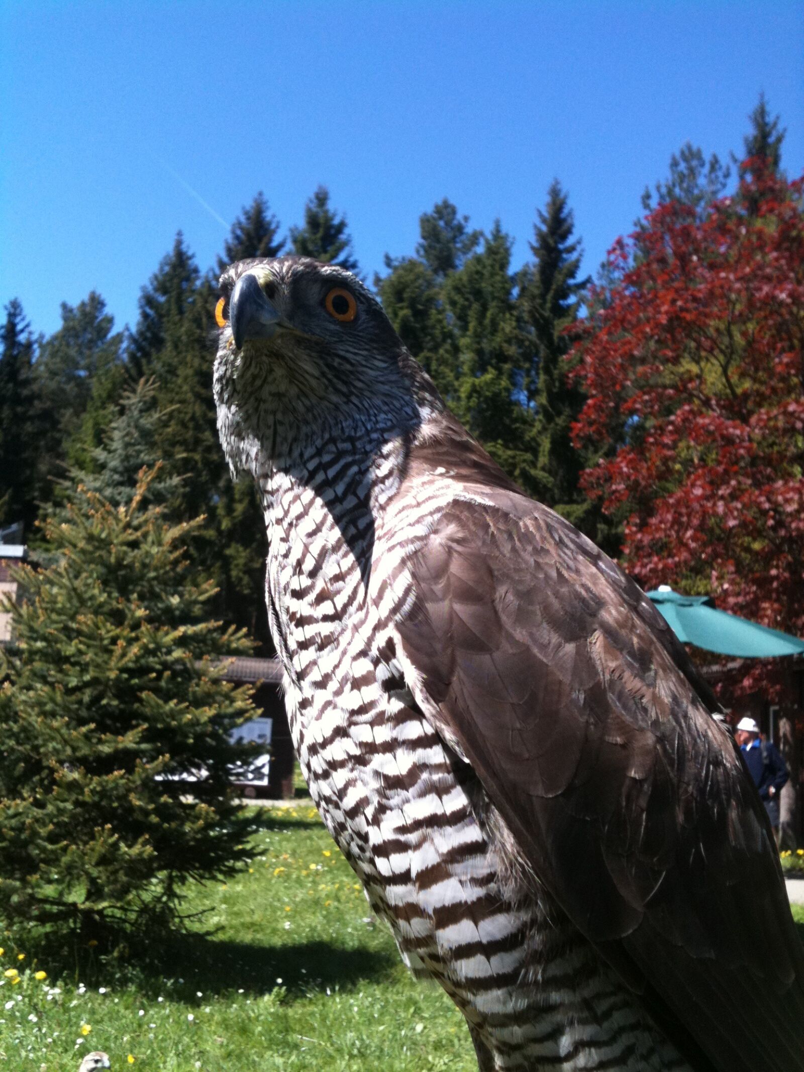 Apple iPhone 3GS sample photo. Falcon, bird of prey photography