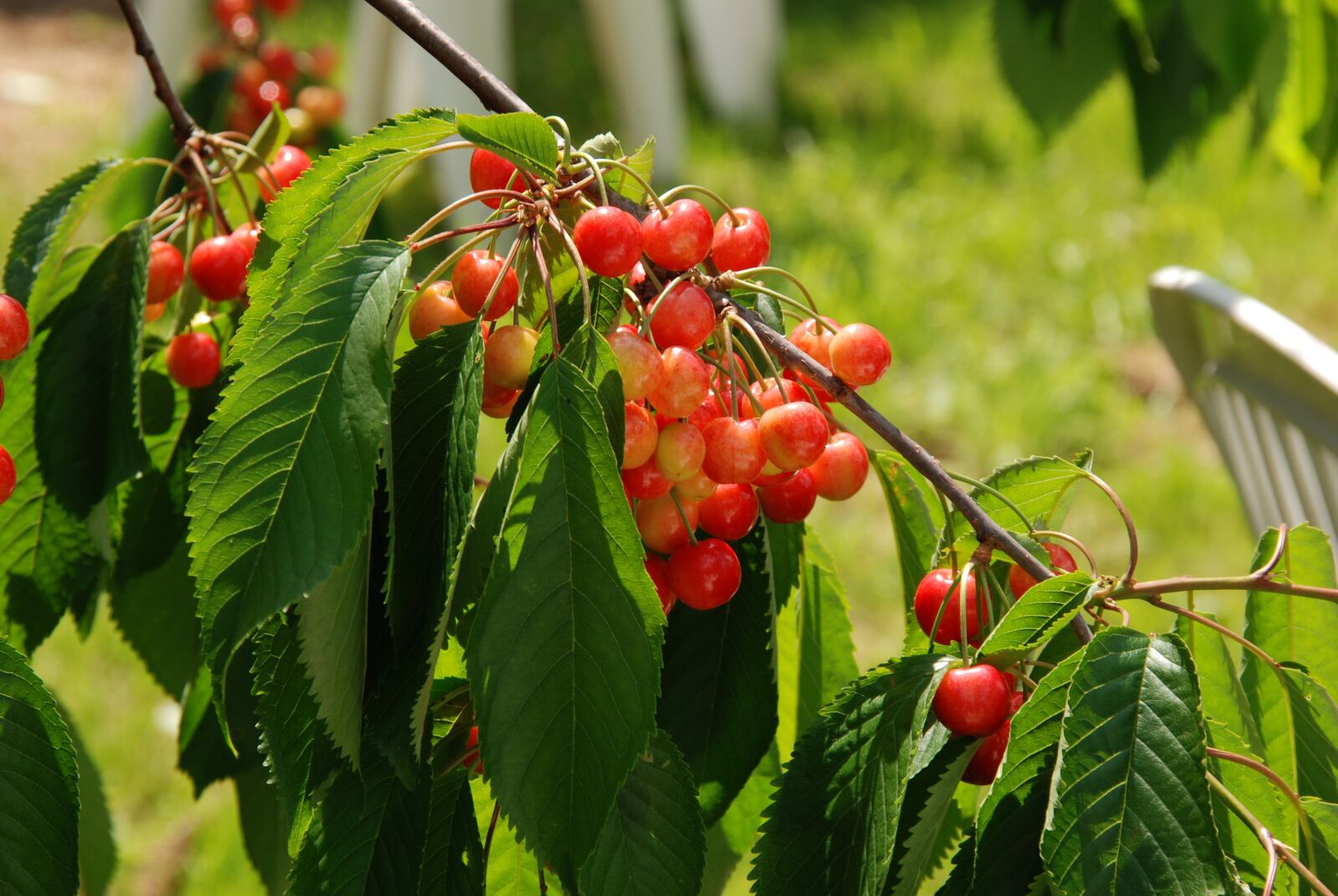 Nikon D80 sample photo. Nature, fruit, cherry photography