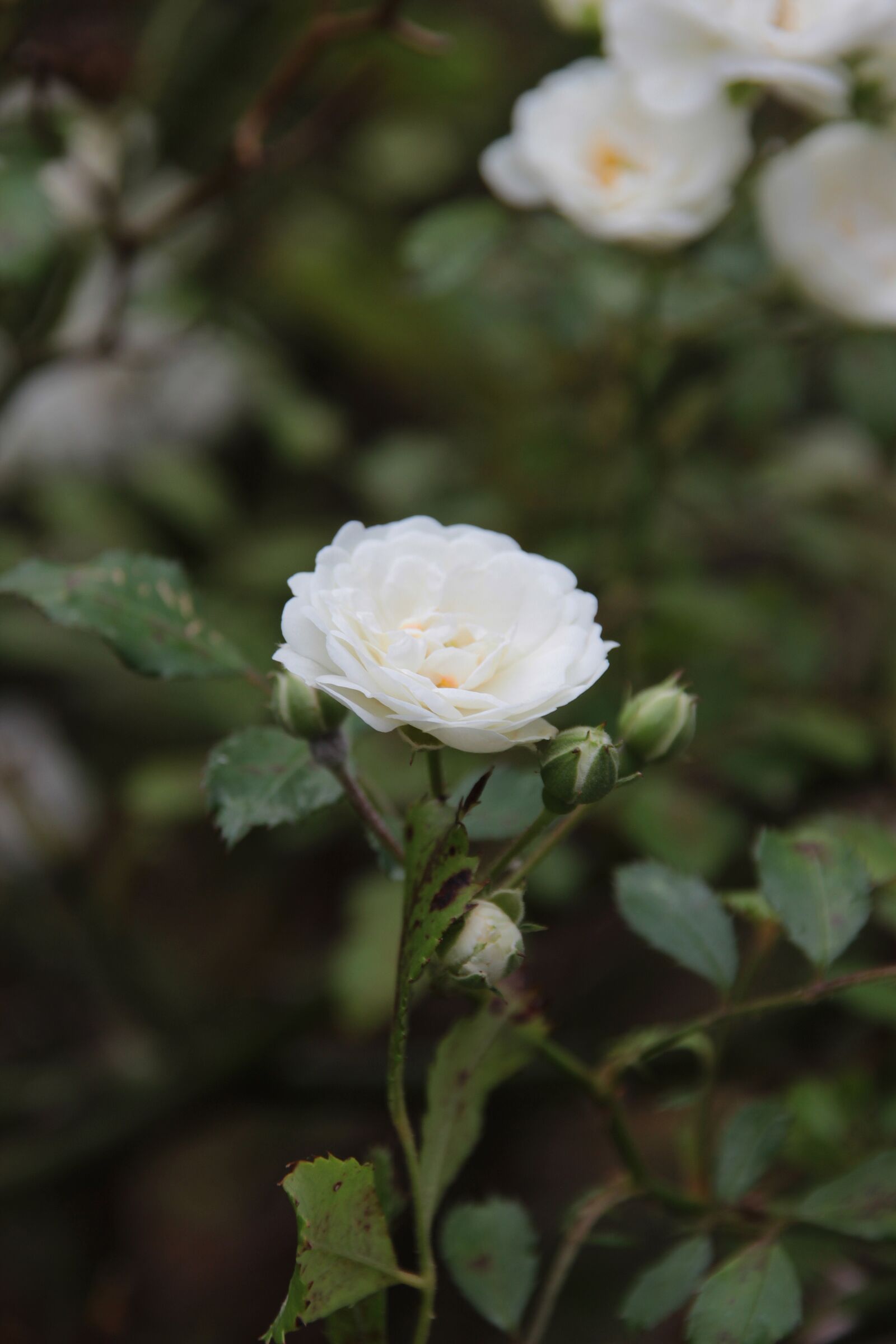 Canon EOS 600D (Rebel EOS T3i / EOS Kiss X5) sample photo. Flower, white, blossom photography