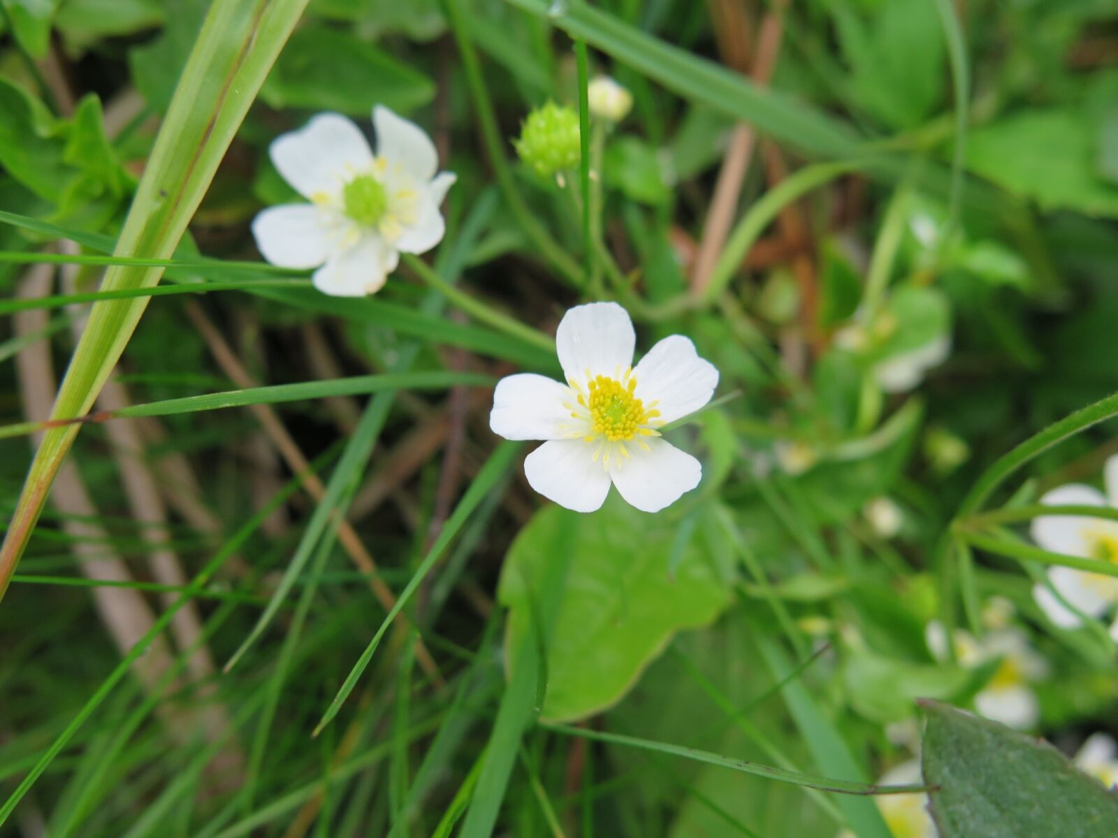 Canon PowerShot G16 sample photo. Flower, flowers, mountains photography