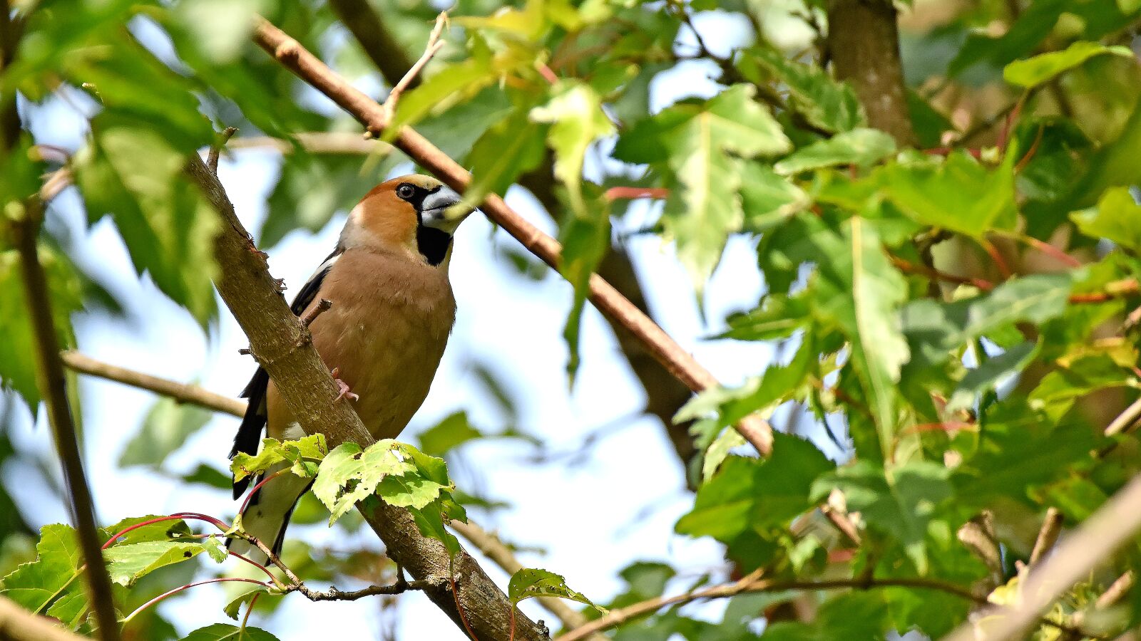 Nikon D3500 sample photo. Gimpel, bird, nature photography