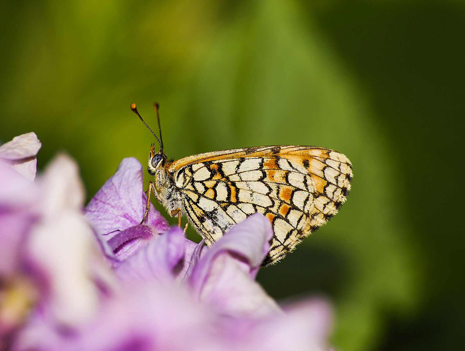 Pentax K-5 IIs + Sigma sample photo. Butterfly, on, a, flower photography