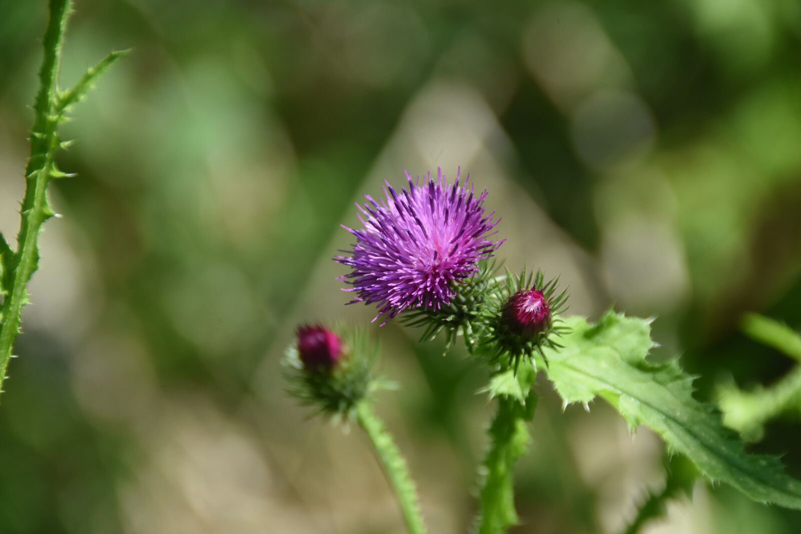 Nikon D7200 sample photo. Wildflower, little flower, nature photography