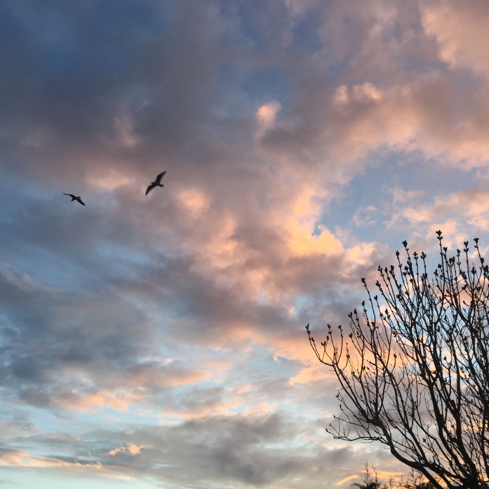 iPhone 6 Plus back camera 4.15mm f/2.2 sample photo. Autumn, sky, clouds photography