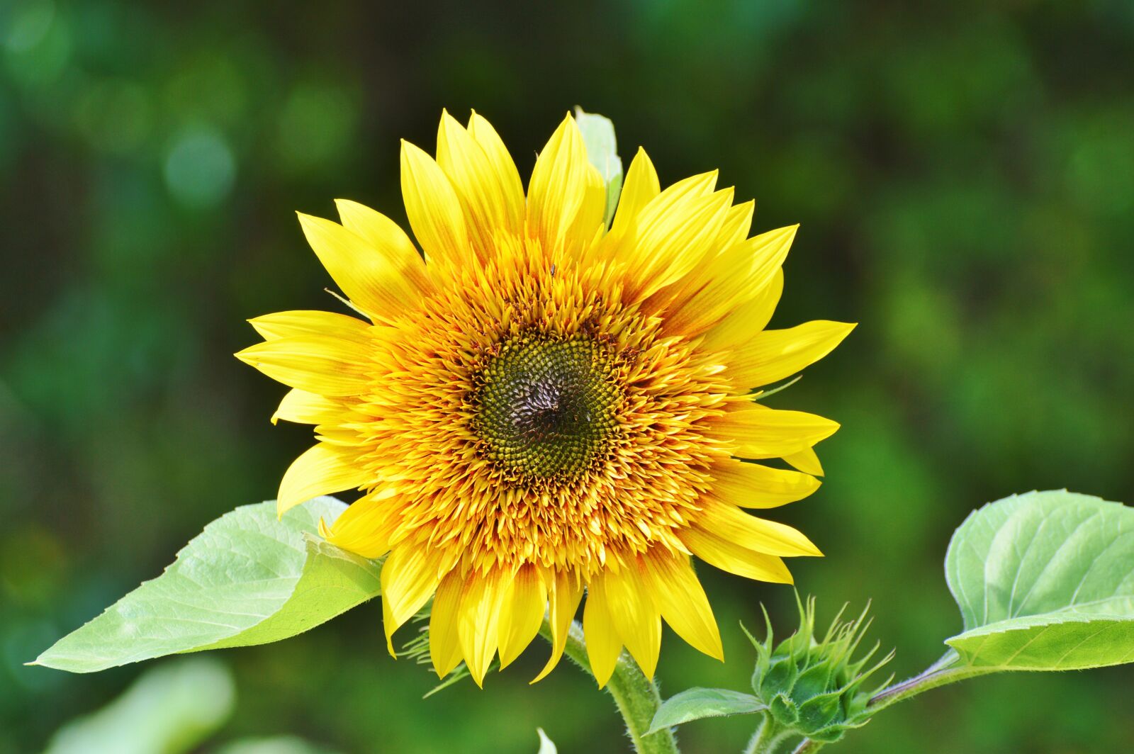 Nikon D3200 sample photo. Sunflower, flower, blossom photography