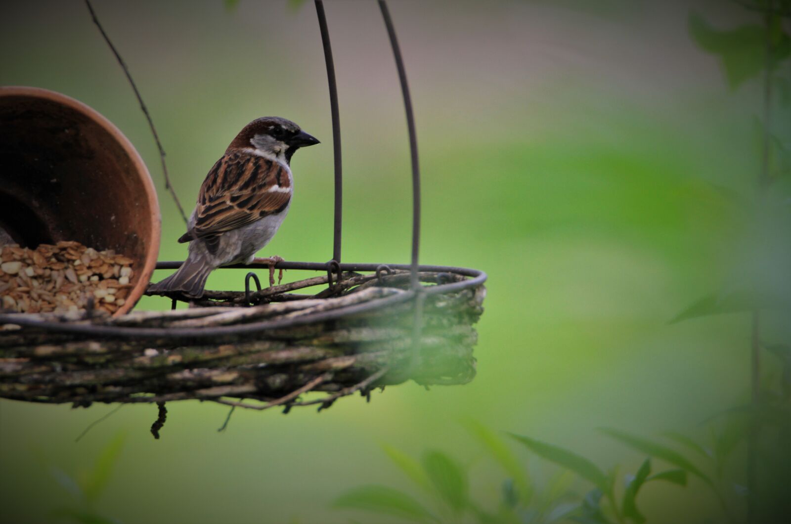 Tamron SP 150-600mm F5-6.3 Di VC USD sample photo. Sparrow, bird, songbird photography
