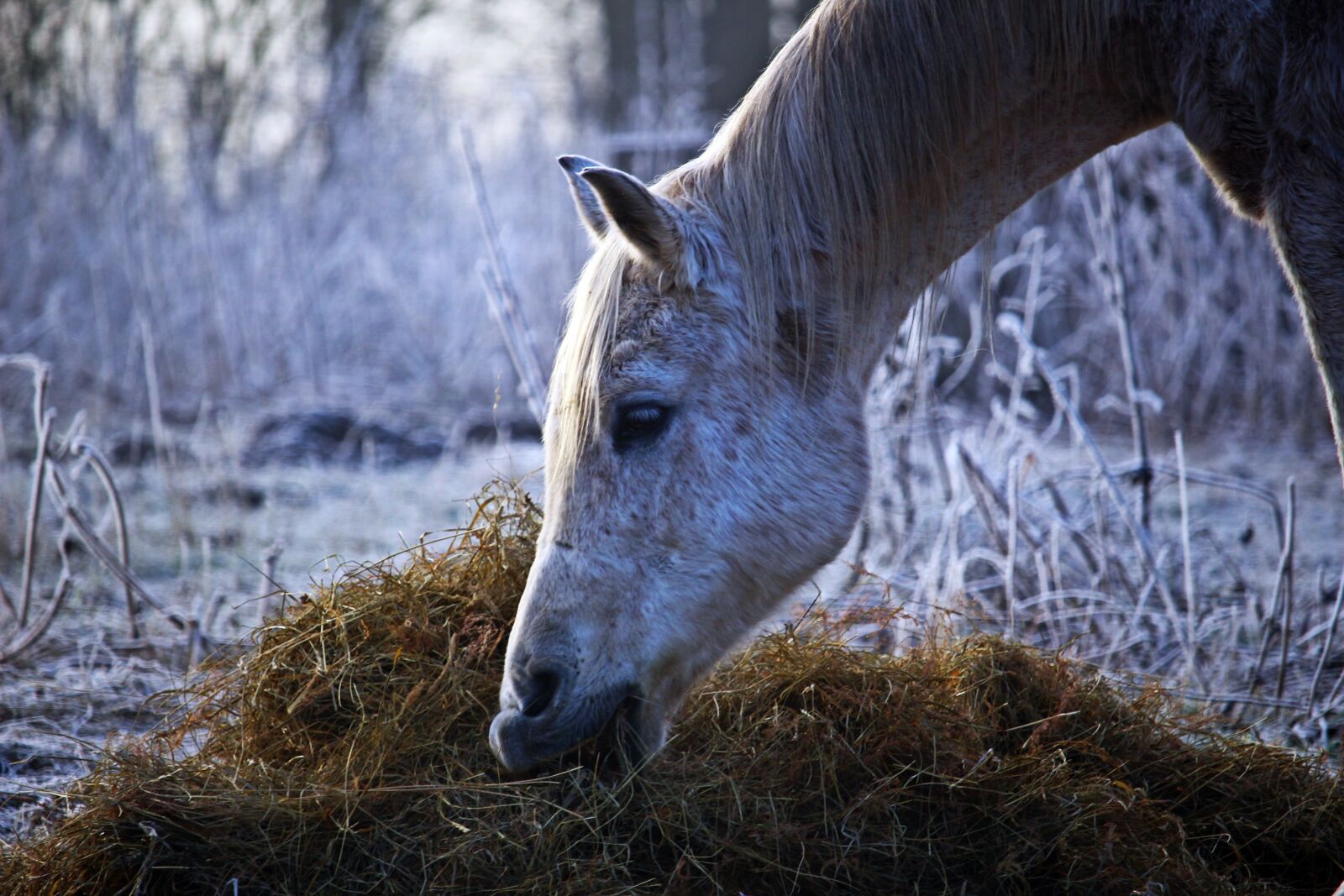 Canon EOS 100D (EOS Rebel SL1 / EOS Kiss X7) sample photo. Horse, mold, winter photography