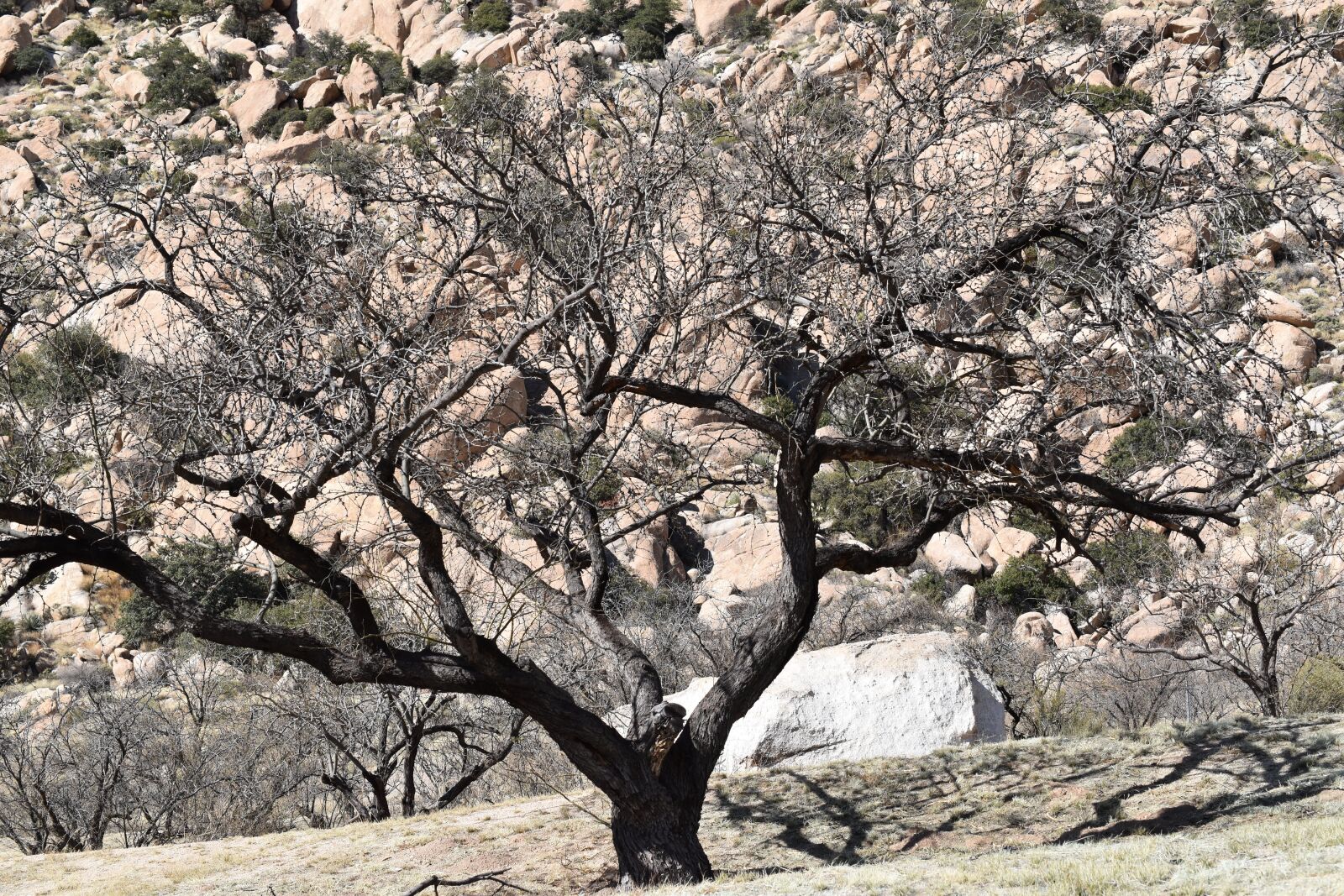 Nikon D5500 sample photo. Tree, nature, landscape photography