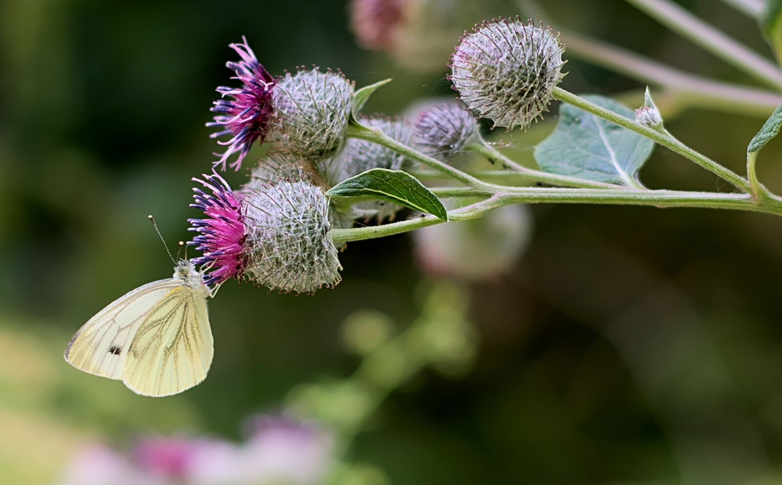 Nikon D3300 sample photo. White, burdock, forest photography
