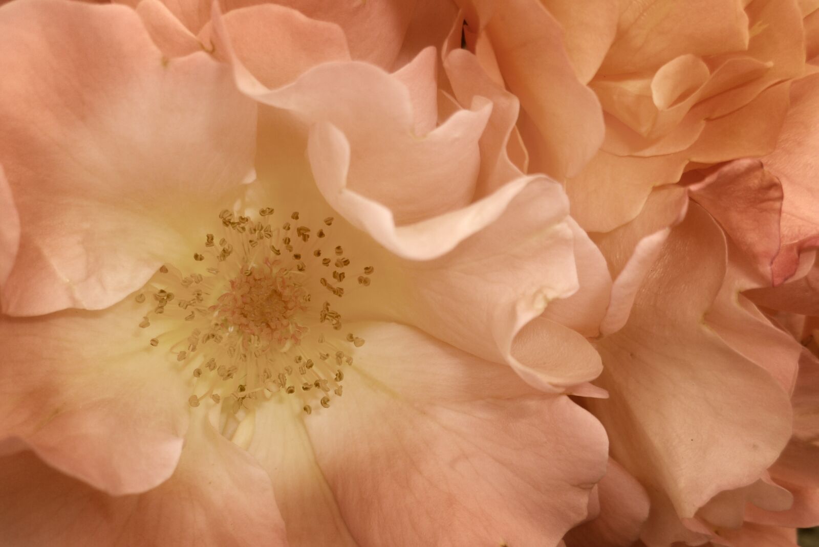 Panasonic DMC-FS10 sample photo. Rose, pink, blossom photography