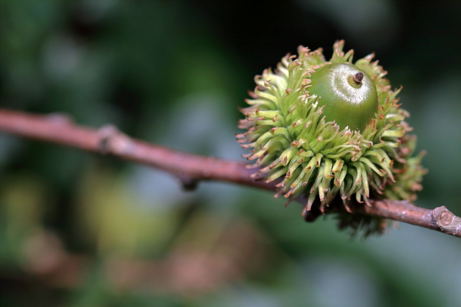 Canon EOS 80D sample photo. Acorn, spiky, oak photography