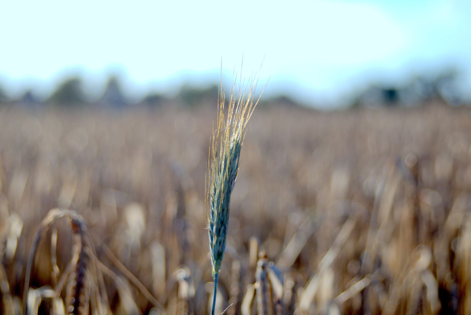 Pentax K-S2 sample photo. Harvest festival, collections, corn photography