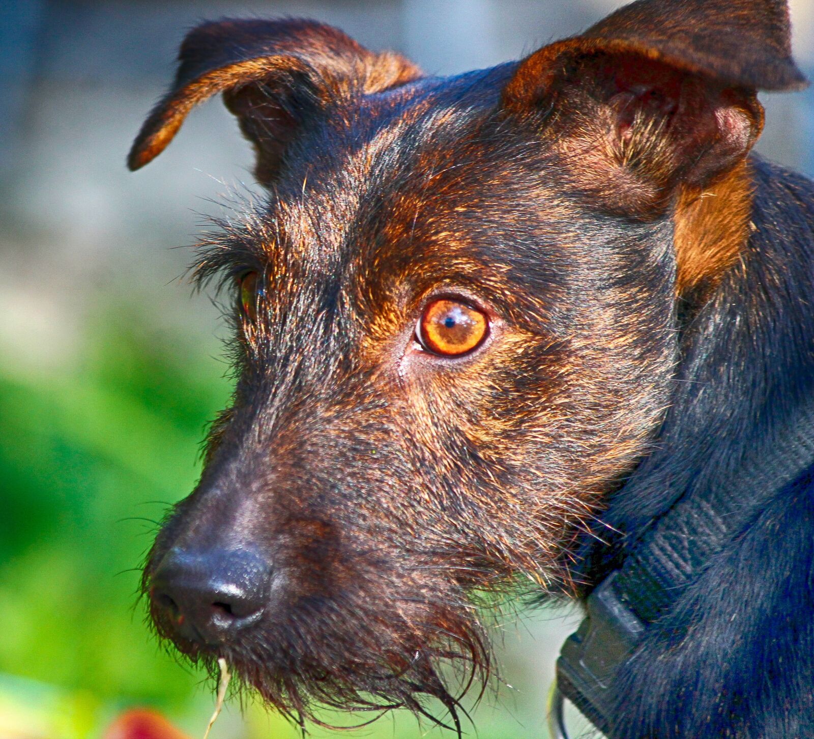 Canon EOS 1100D (EOS Rebel T3 / EOS Kiss X50) sample photo. Dog, old, portrait photography