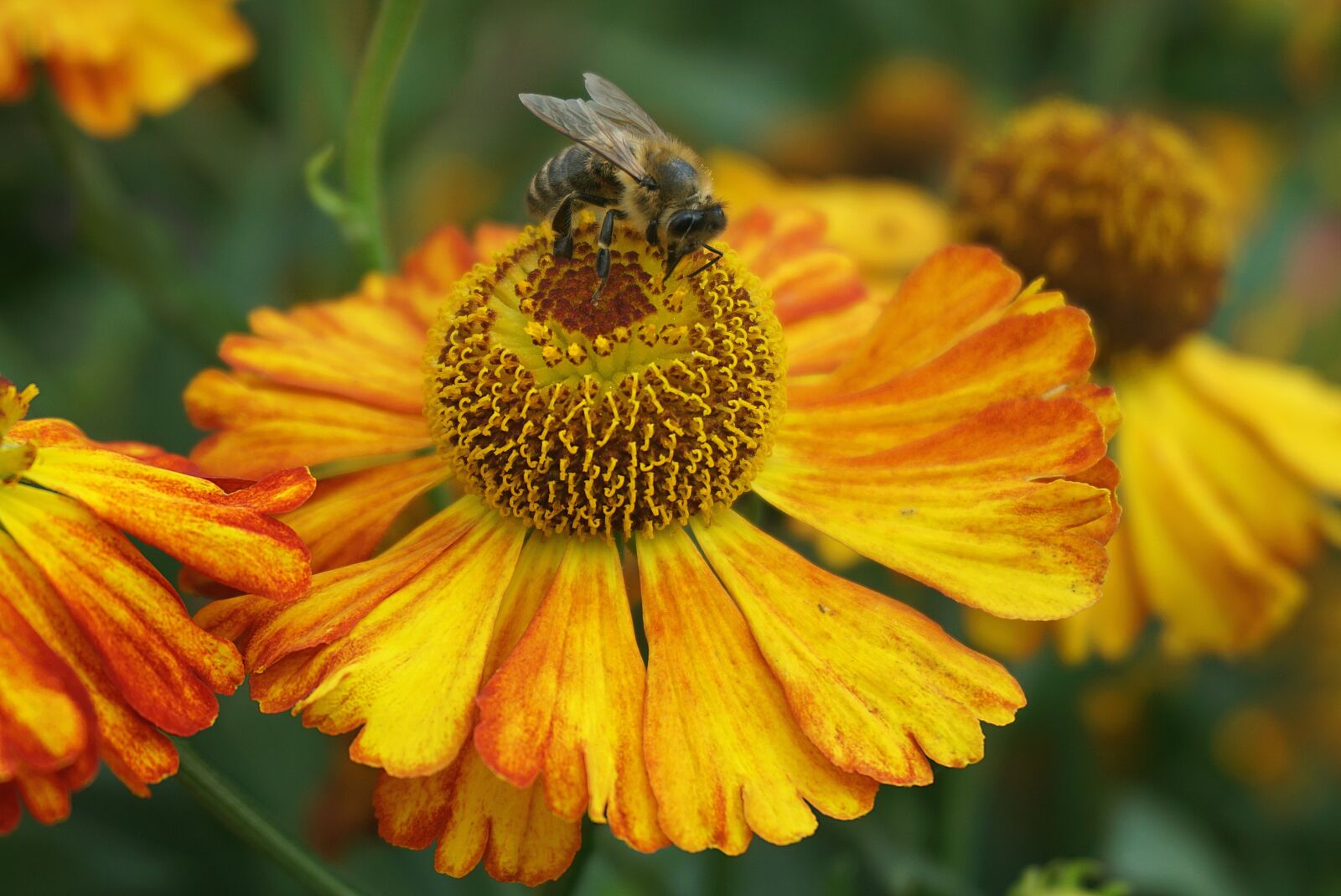 Sony E 16-50mm F3.5-5.6 PZ OSS sample photo. Gaillardia, flowers, bee photography