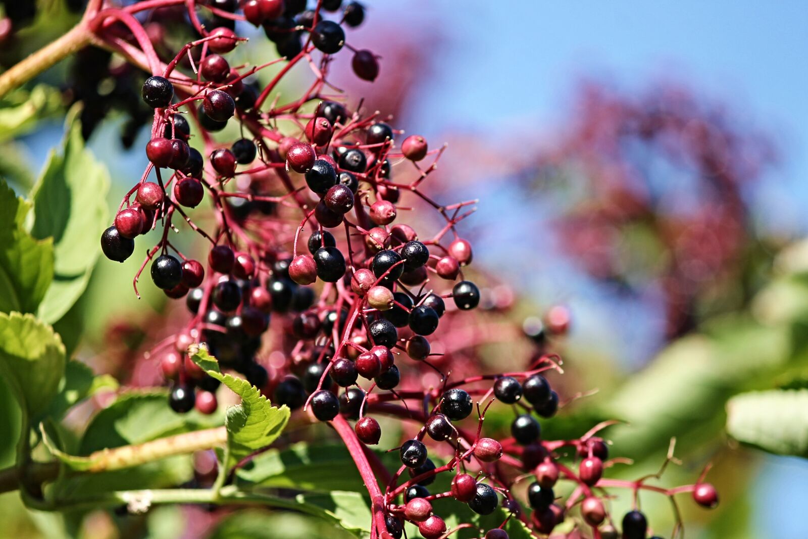Canon EOS 1100D (EOS Rebel T3 / EOS Kiss X50) sample photo. Elder, sambucus, mature photography