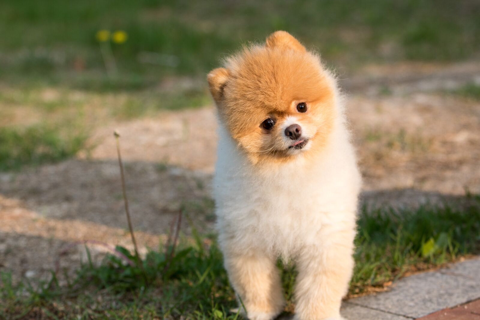 Canon EF 70-200mm F2.8L USM sample photo. Dog, animal, puppy photography
