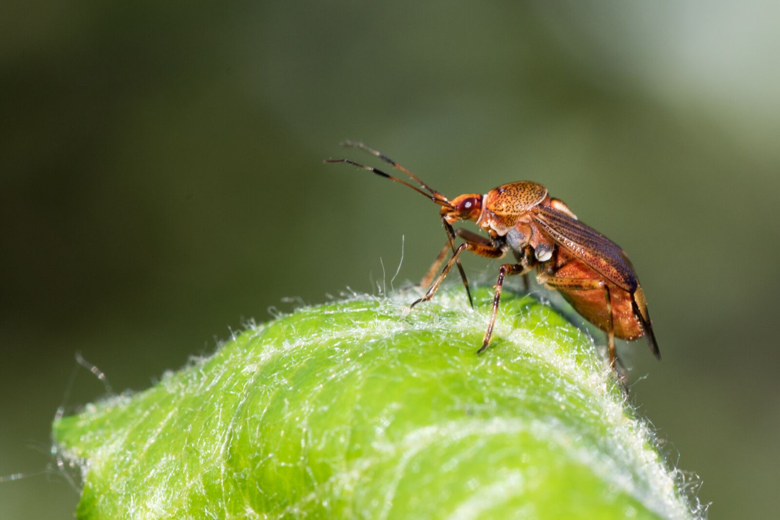 Canon EOS 7D Mark II sample photo. Bug, leaf bug, pine photography