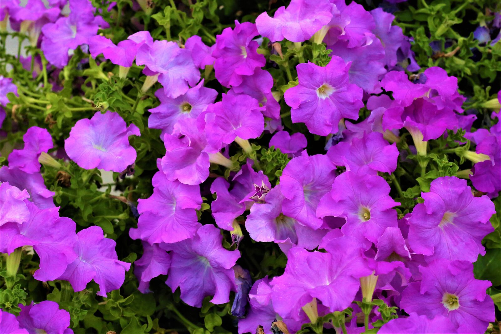 Canon EOS 6D + Canon EF 50mm F1.8 II sample photo. Flowers, purple flowers, plant photography
