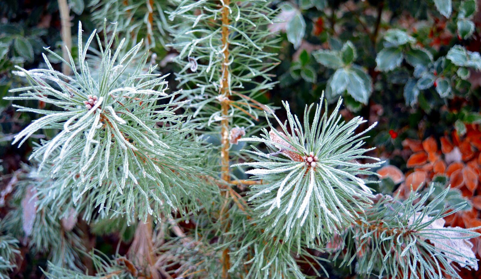 Nikon D3200 sample photo. Conifer, pine, nature photography