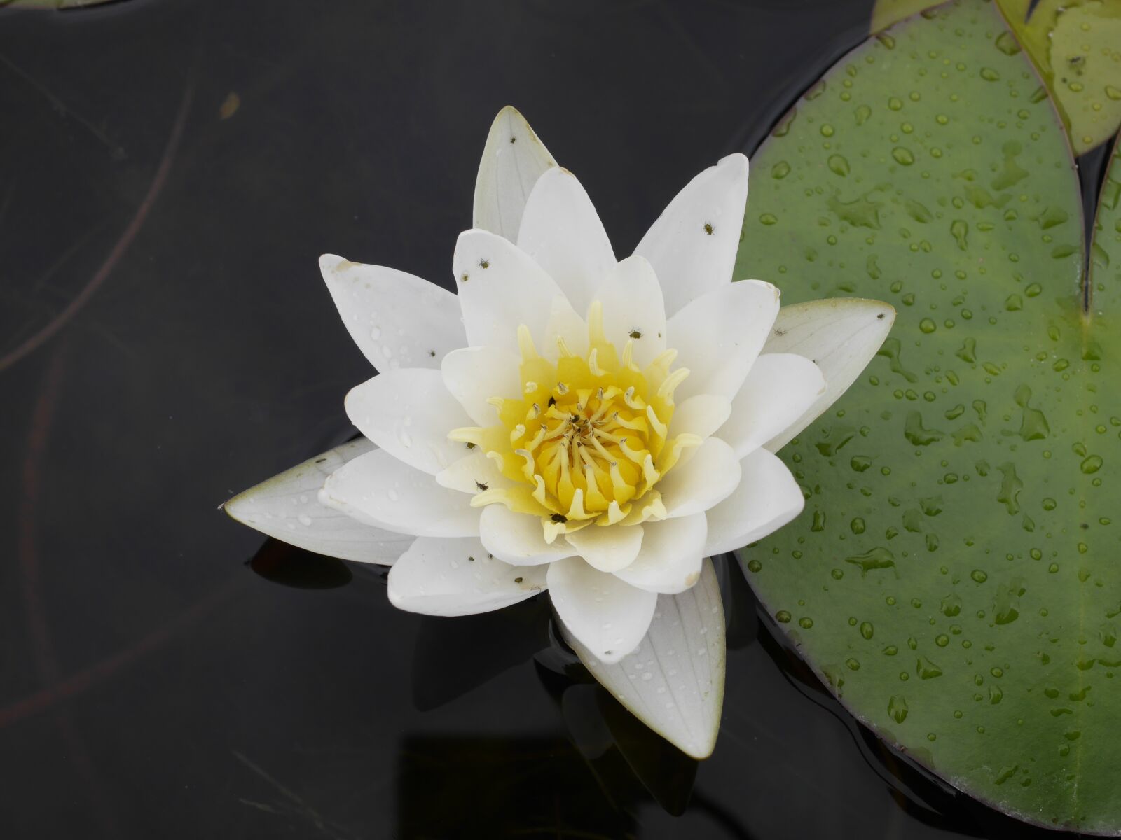 Panasonic Lumix DMC-G6 sample photo. Botanical garden, water lily photography