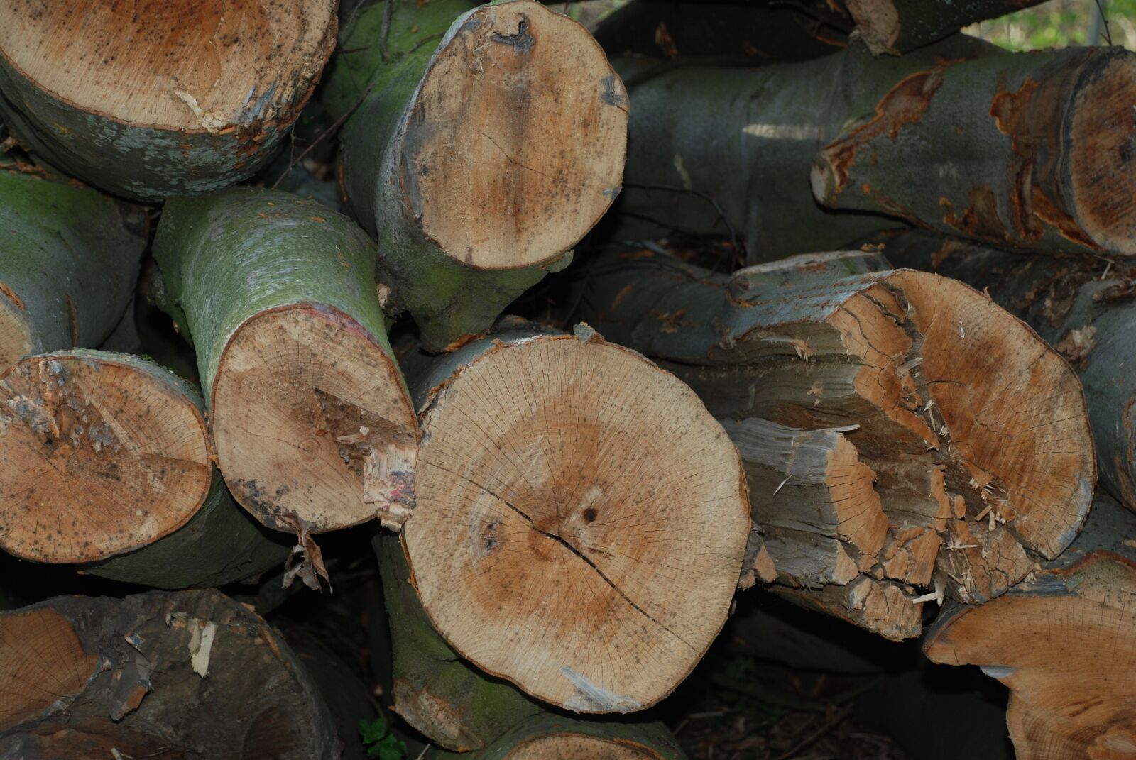 Nikon D80 sample photo. Holzstapel, nature photography