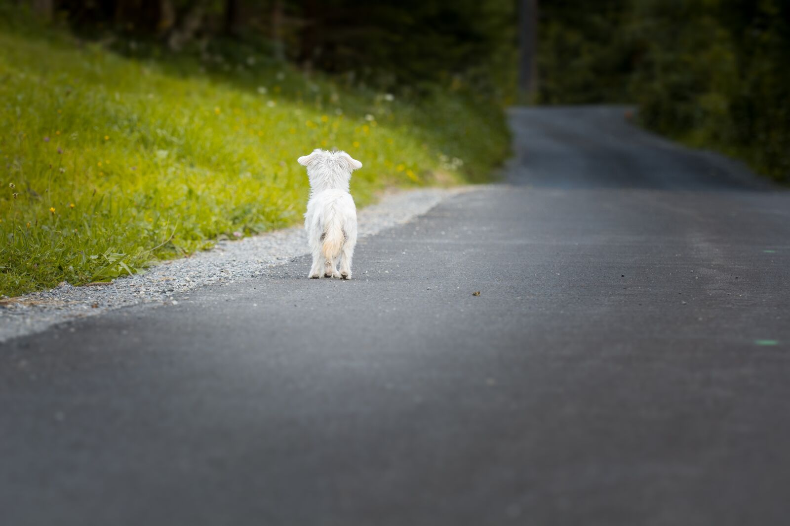 Nikon D7100 sample photo. Dog, animal, pet photography