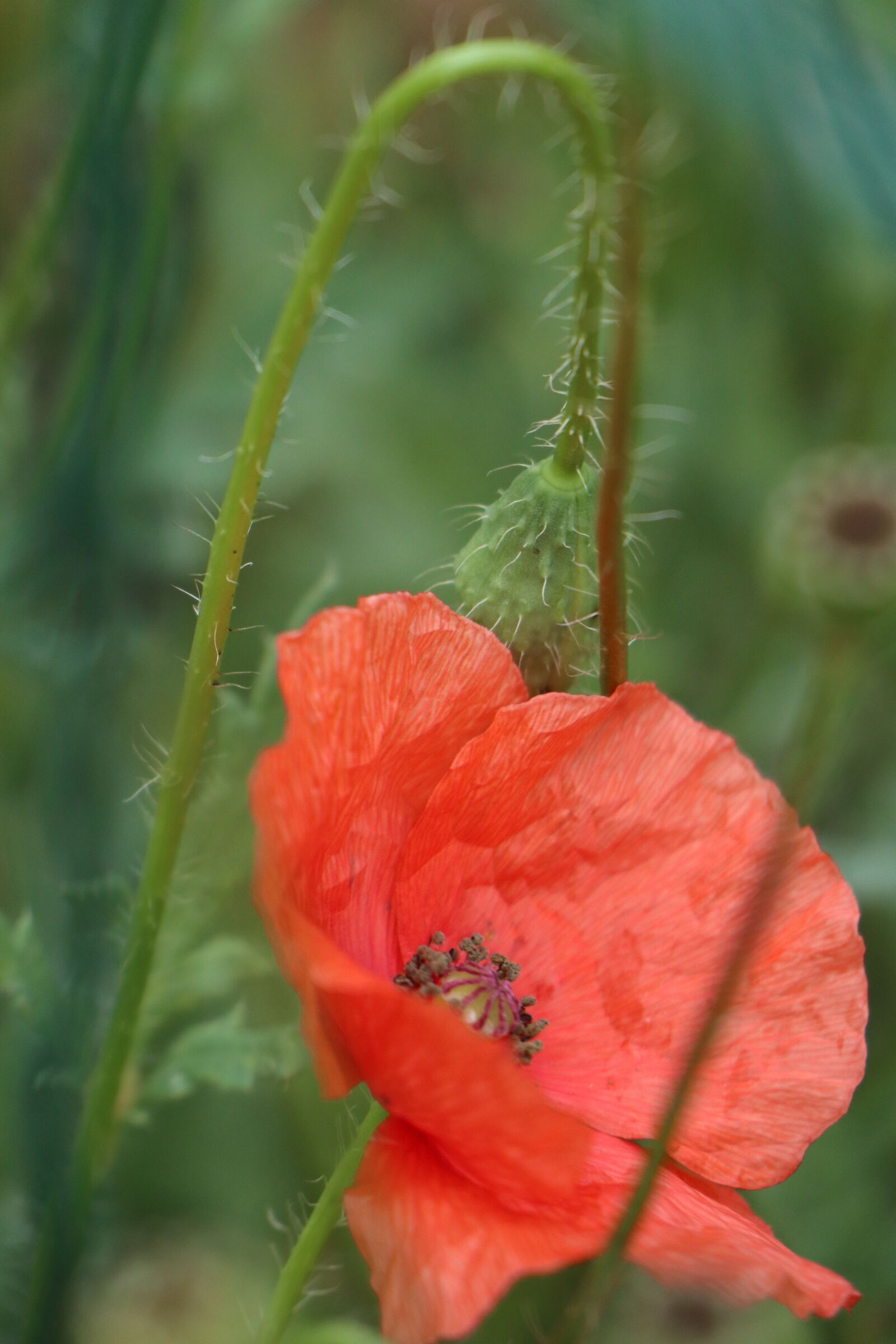 Canon EOS M6 sample photo. Summer, poppy, red photography