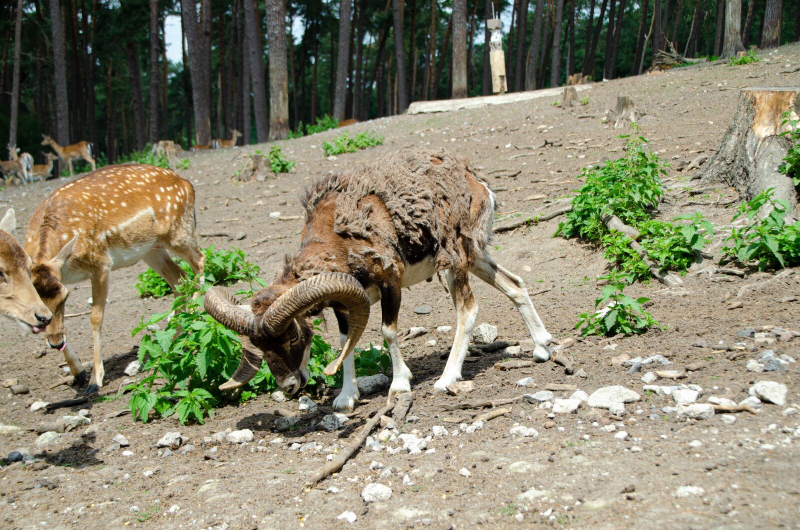 Nikon D5100 sample photo. Bock, horn, goat photography