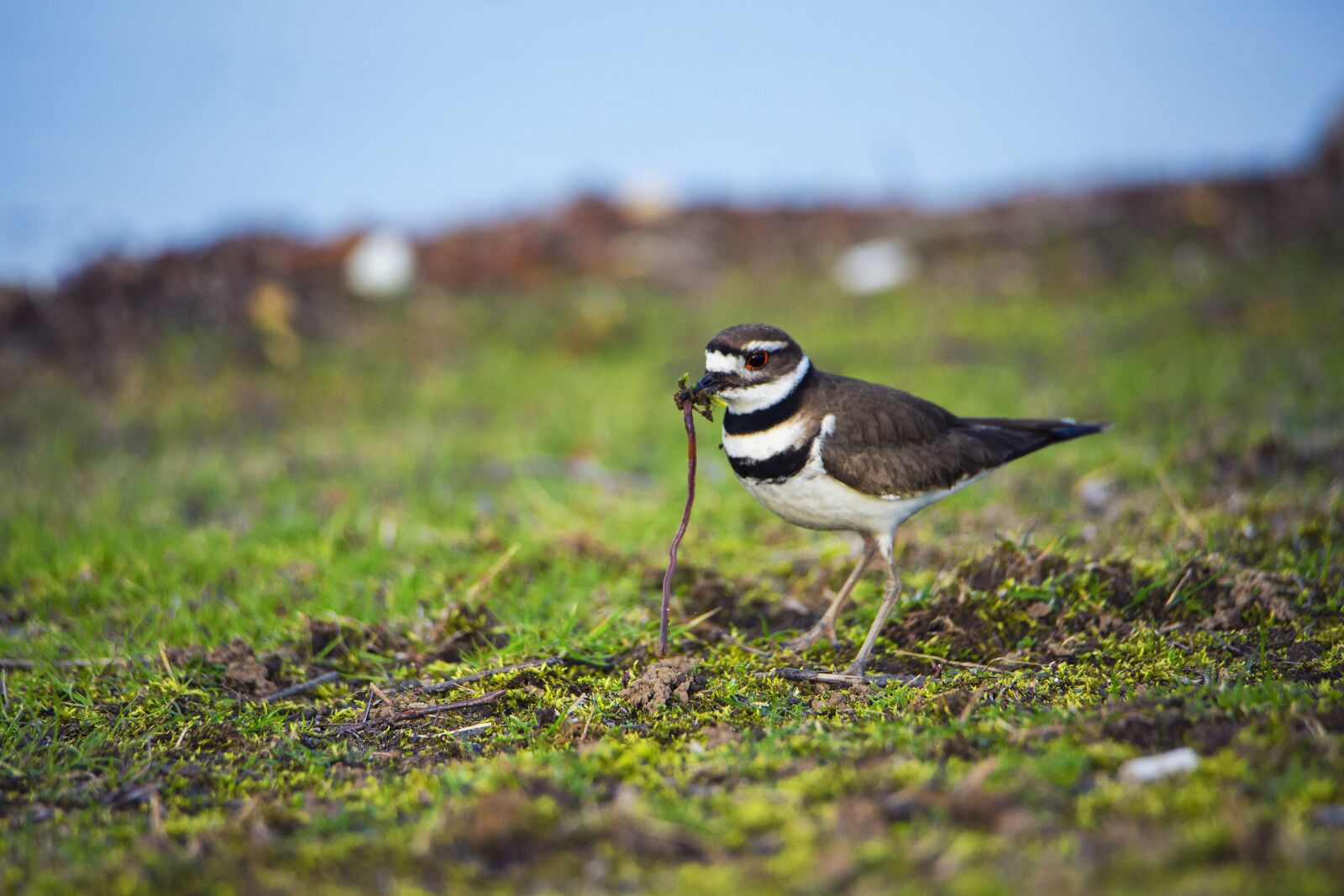 Canon EOS 5D Mark III sample photo. Bird, worm, eating photography