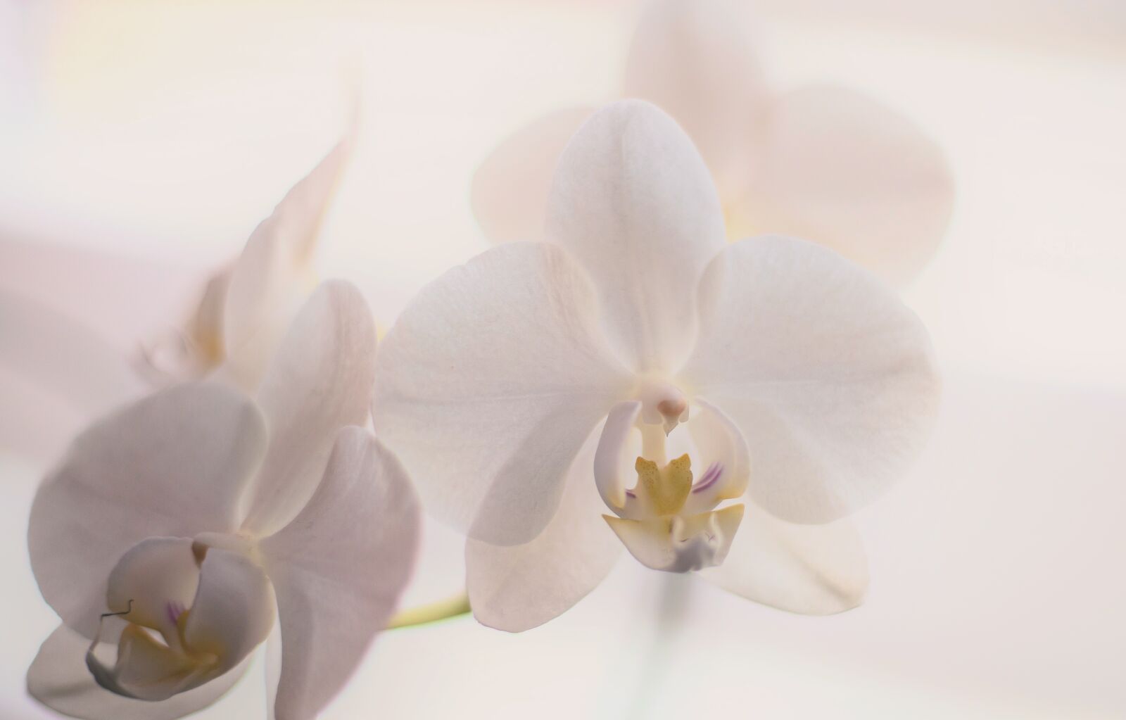 Canon EOS 6D Mark II + Canon EF 50mm F1.8 STM sample photo. Orchid, ornamental plant, plant photography
