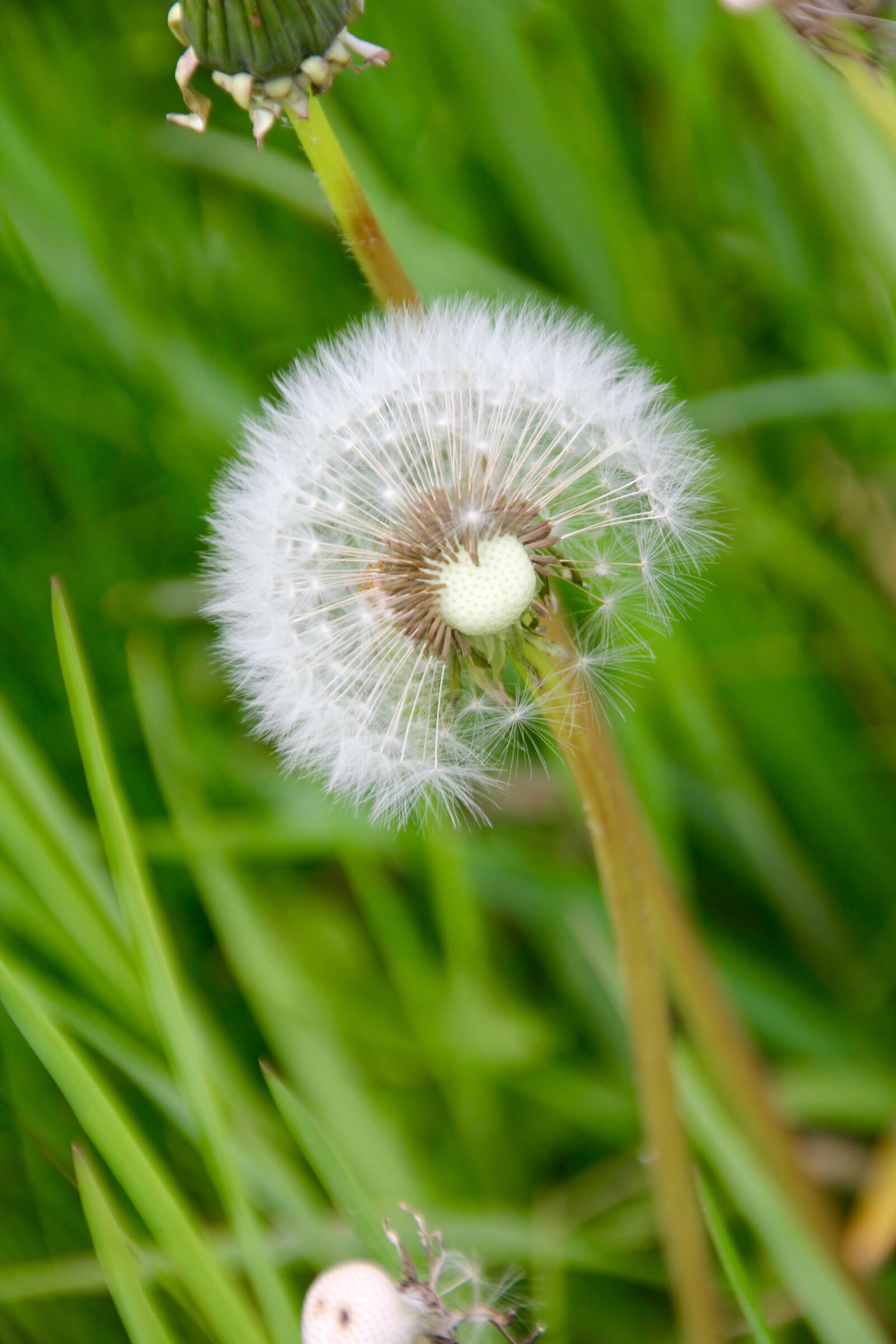 Canon EOS 60D sample photo. Dandelion, meadow photography