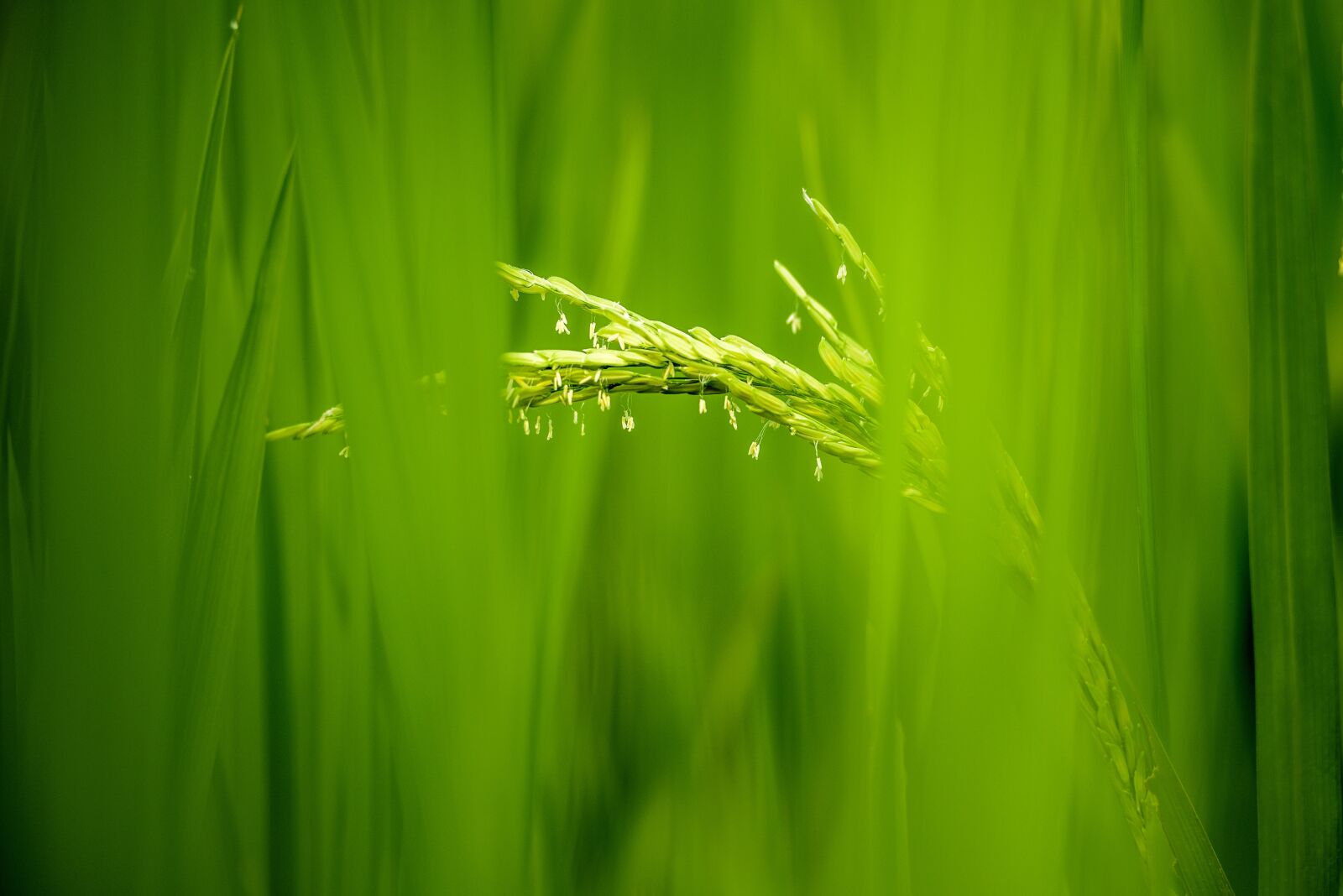 Nikon D810 sample photo. Rice flowers, rice, rice photography