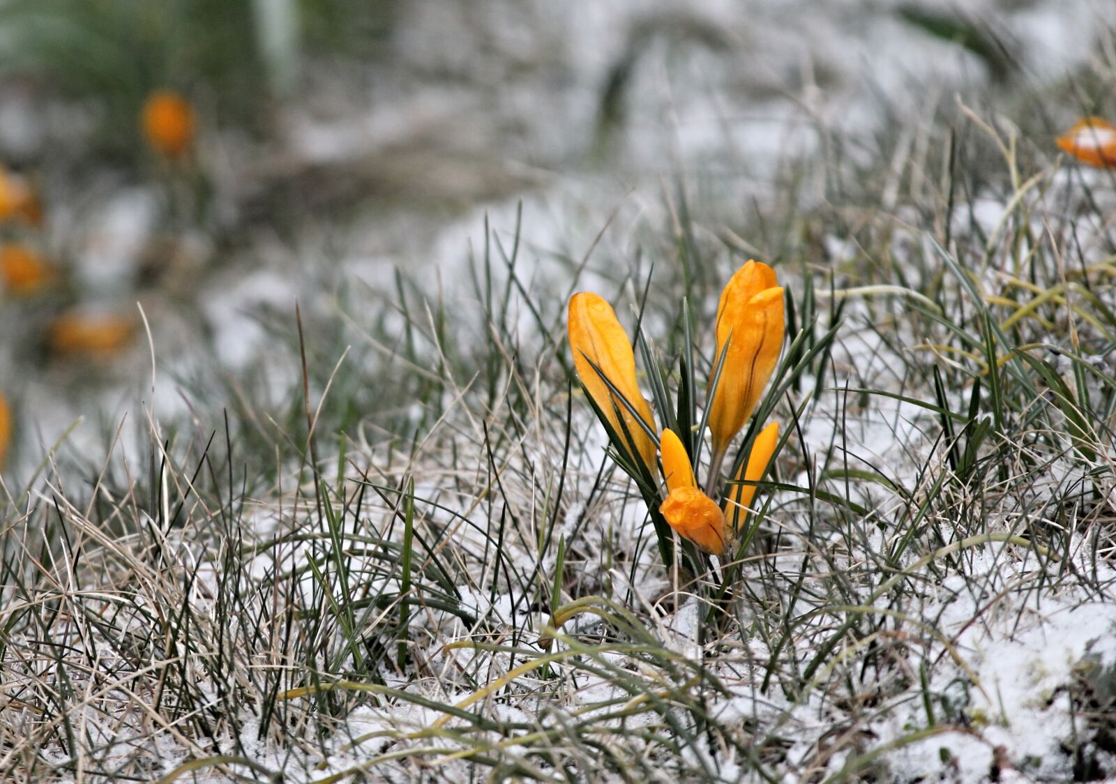 Canon EOS 1100D (EOS Rebel T3 / EOS Kiss X50) sample photo. Crocus, yellow, bud photography