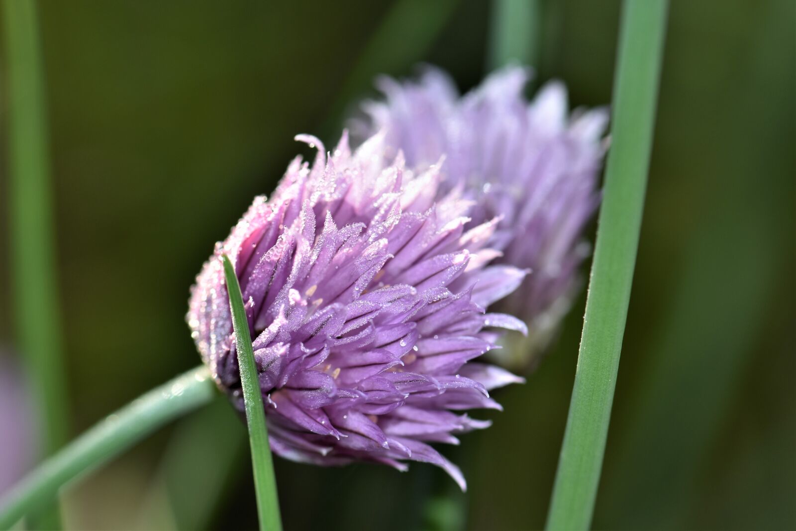 Nikon D5500 sample photo. Chives, blossom, bloom photography