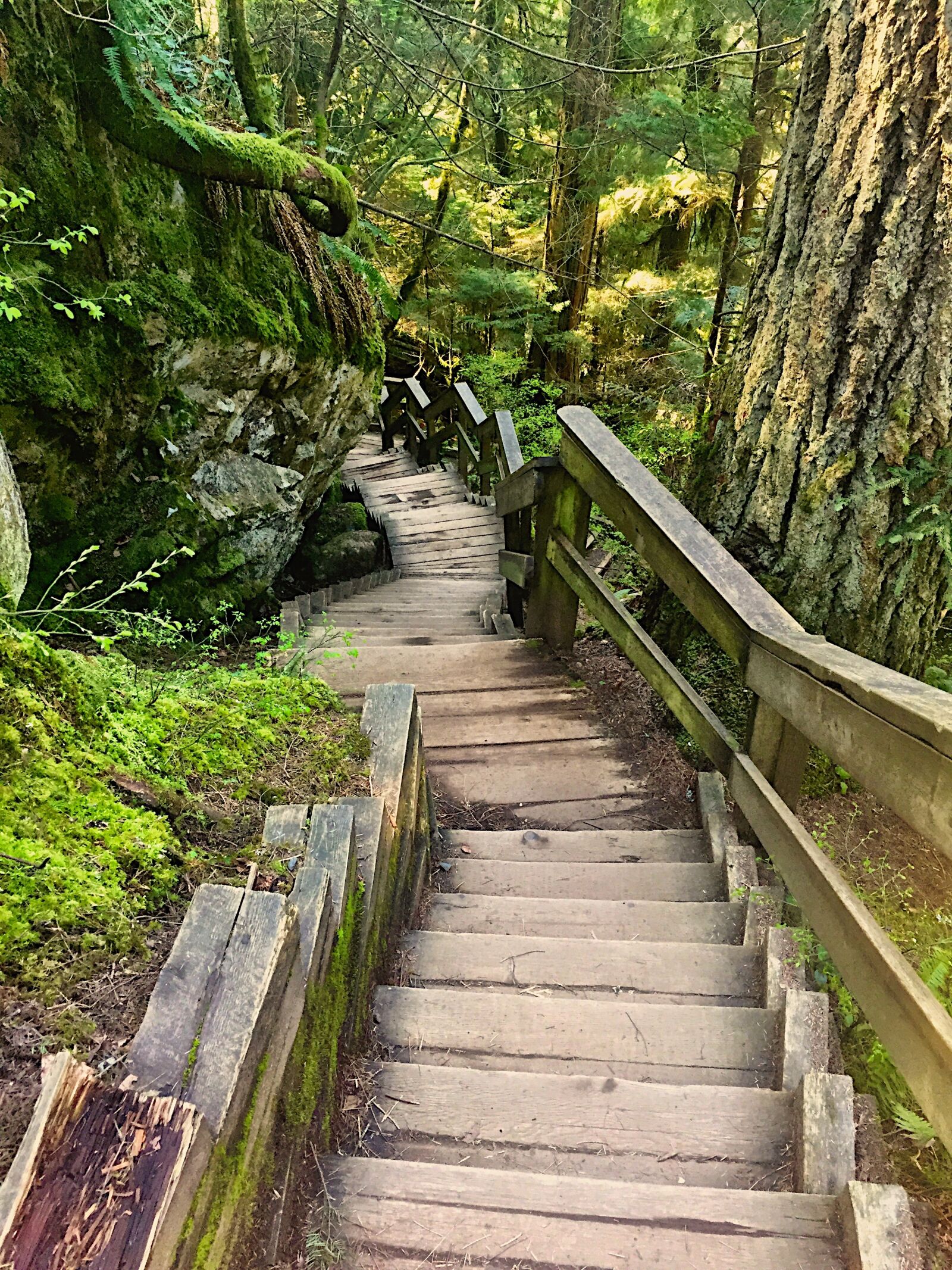 Apple iPhone 6 sample photo. Trees, nature, stairs photography
