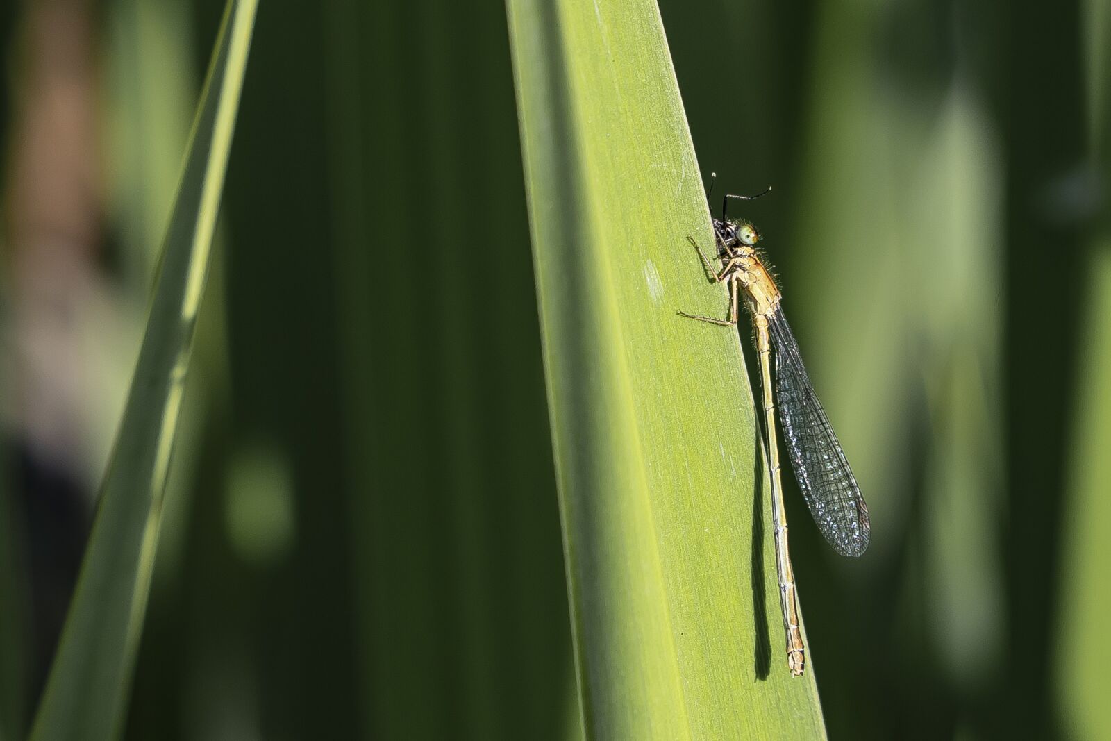 Canon EOS 6D Mark II + Canon EF 70-300 F4-5.6 IS II USM sample photo. Dragonfly, insect, nature photography
