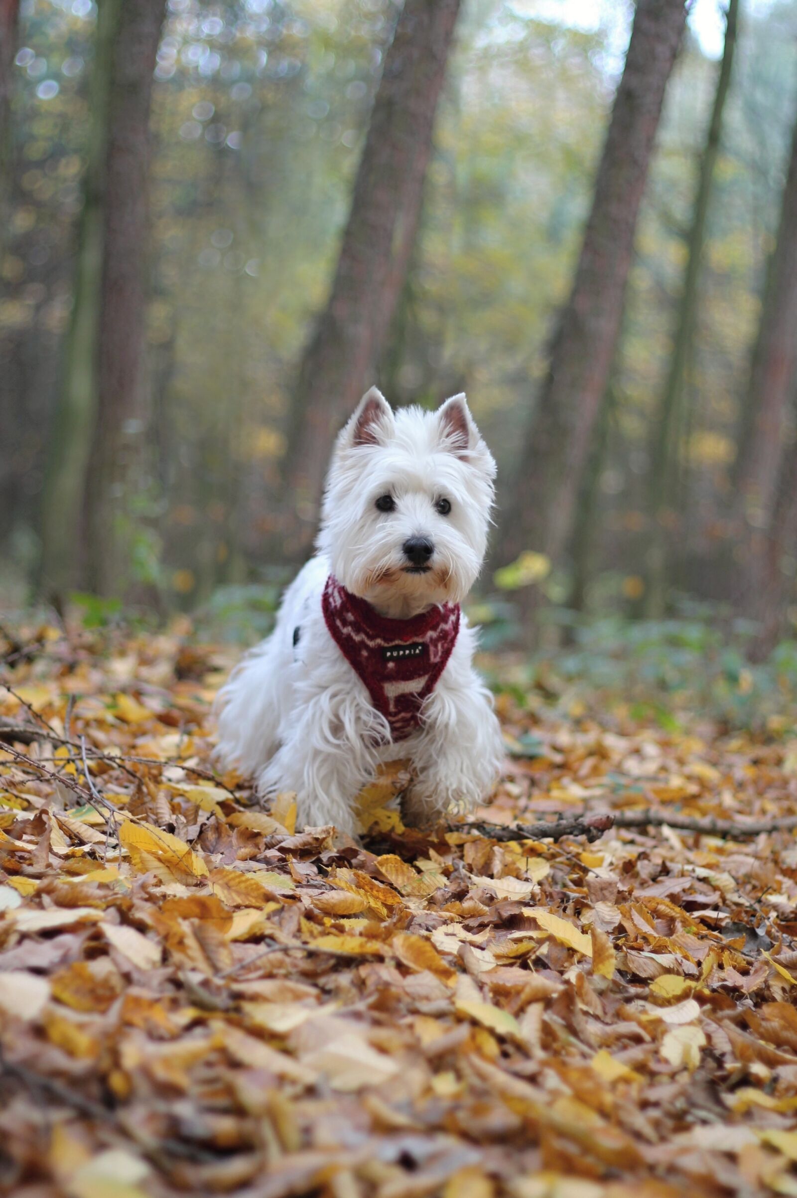 Canon EOS 1100D (EOS Rebel T3 / EOS Kiss X50) + Canon EF 50mm F1.8 II sample photo. Dog, autumn, white photography