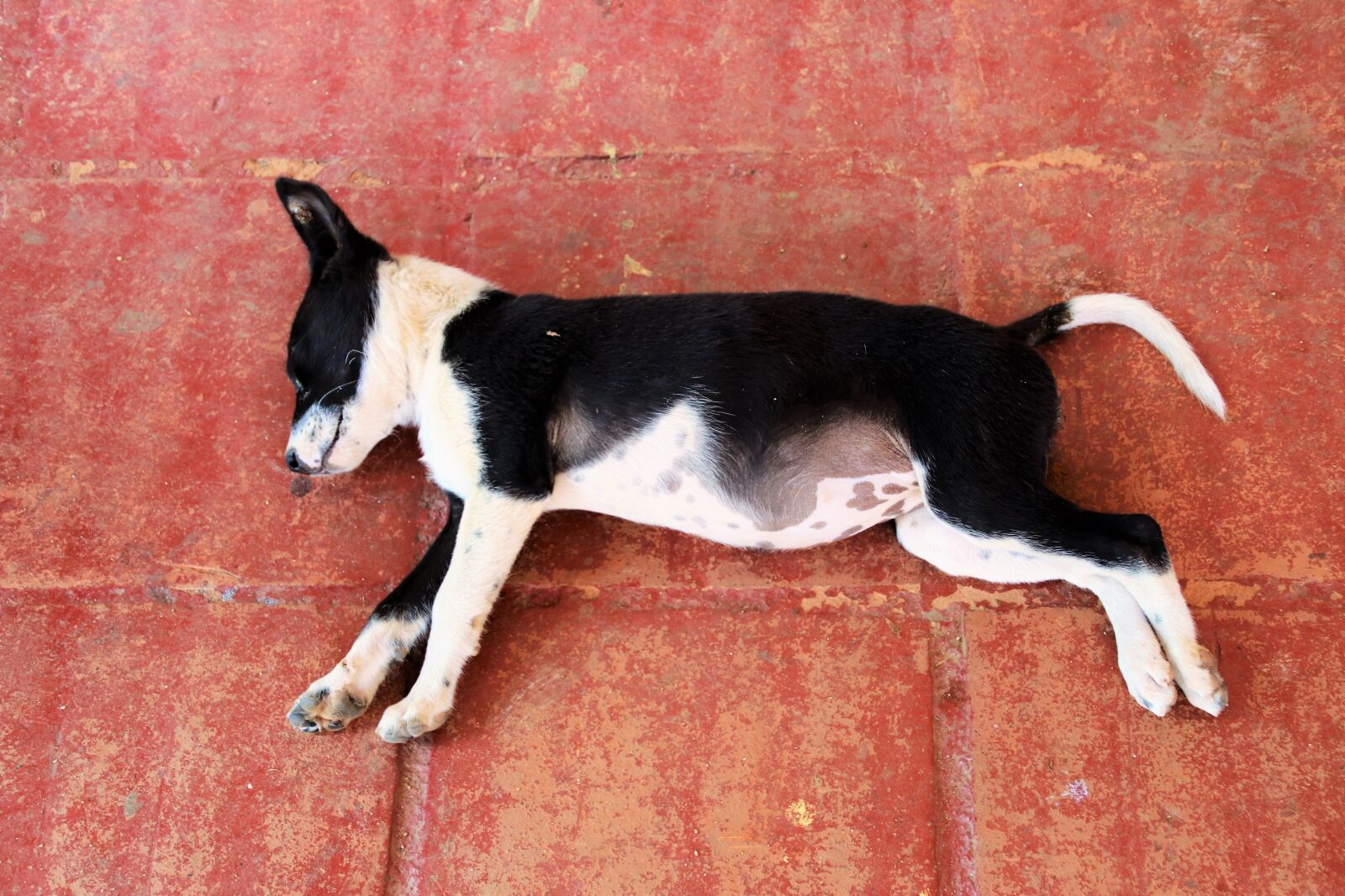 Canon EOS 80D sample photo. Dog house, sleeping, mammals photography
