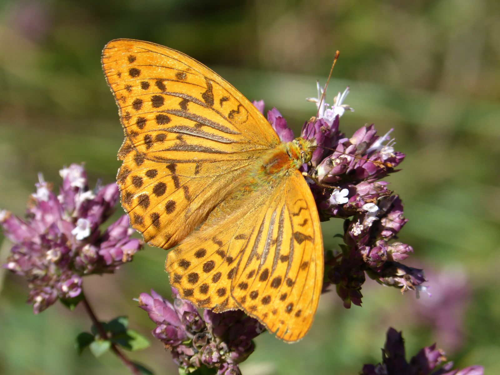 Panasonic DMC-FZ62 sample photo. Butterfly, melitaea deione, damer photography
