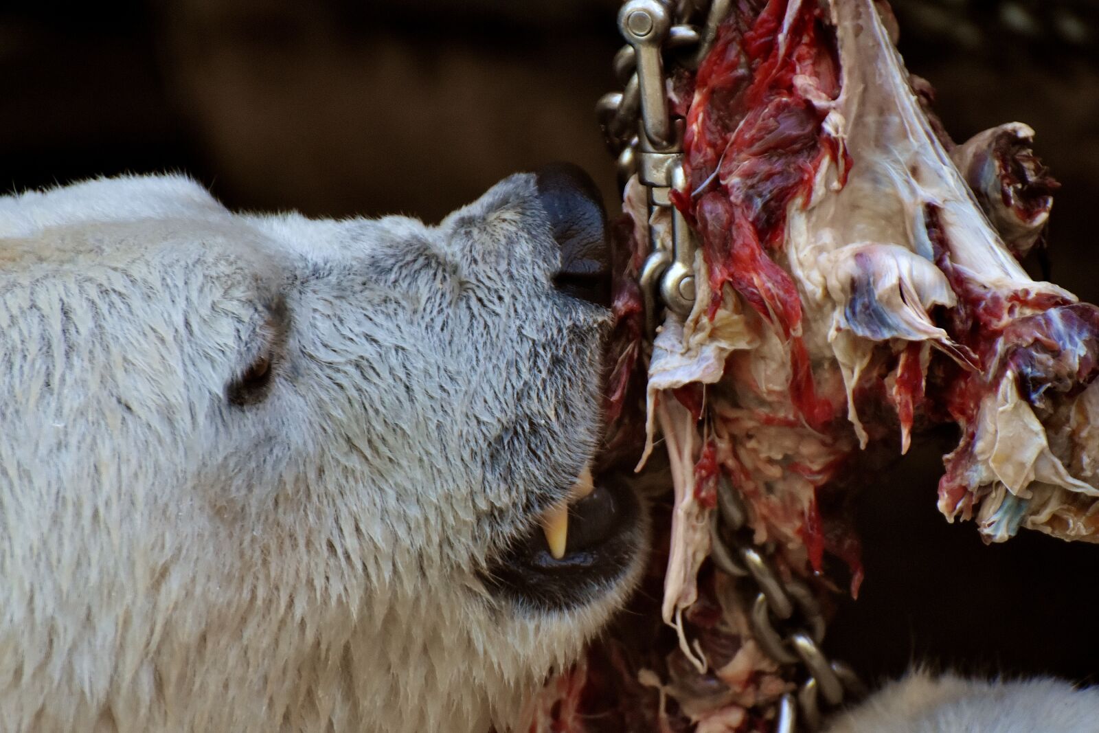 Nikon D7200 sample photo. Polar bear, feeding, meat photography