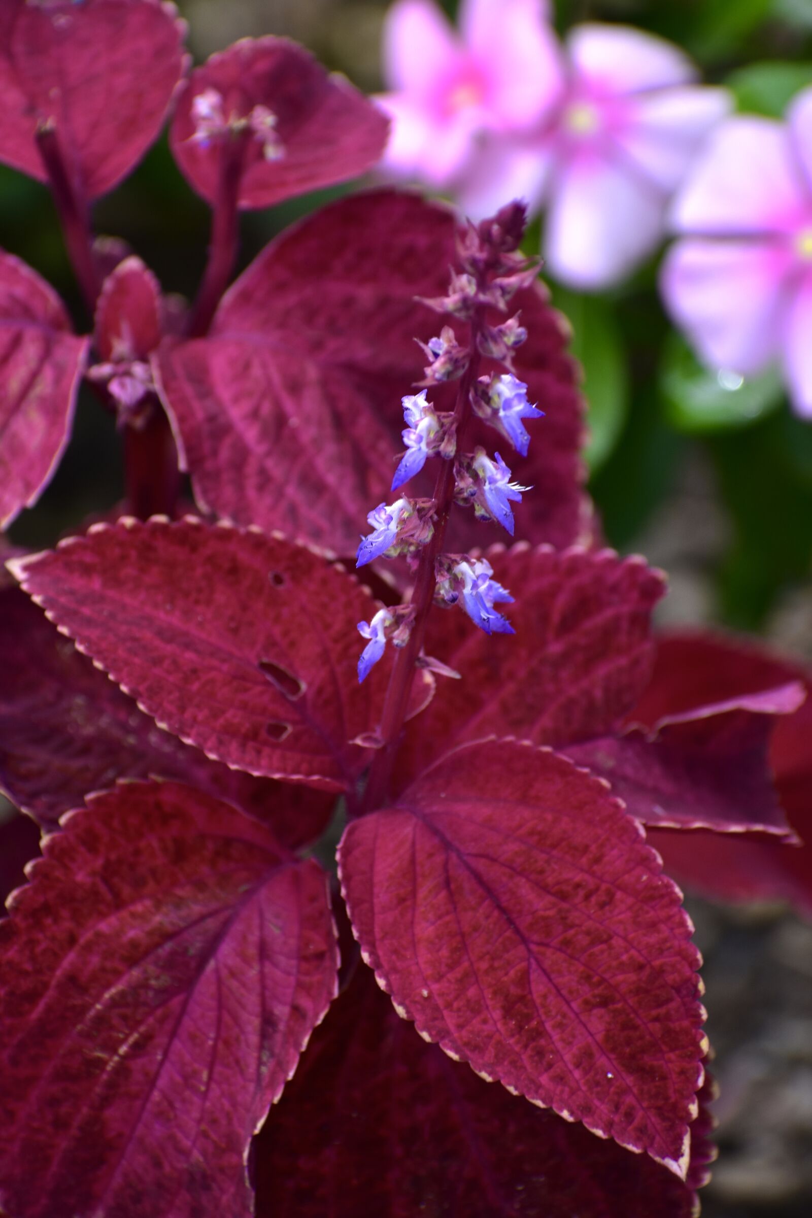 Nikon D3400 sample photo. Plant, flower, red photography