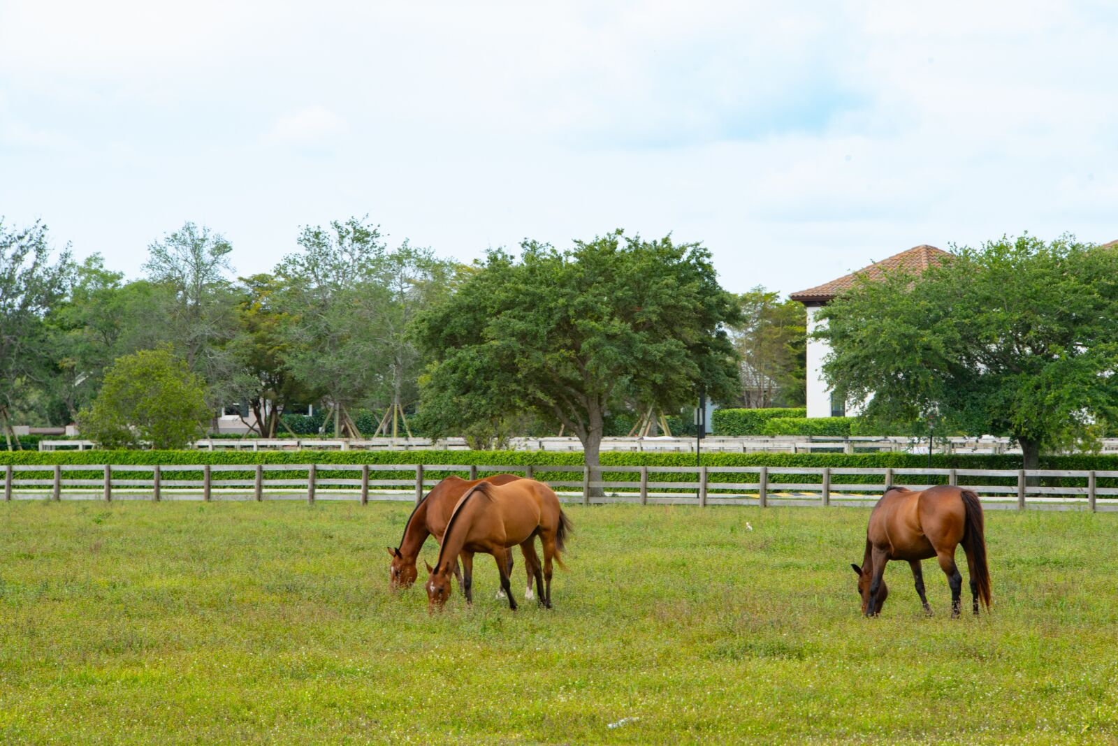 Nikon D750 sample photo. Farm, hayfield, grass photography